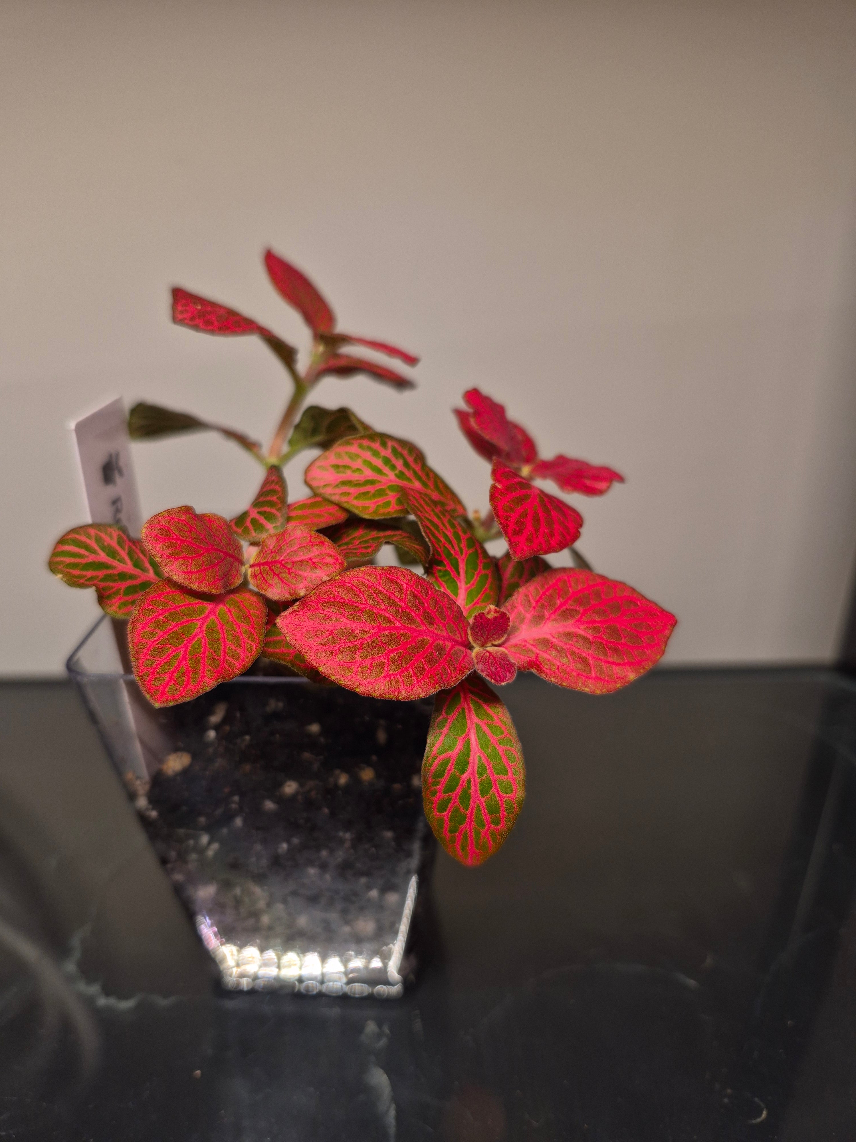 Red Fittonia