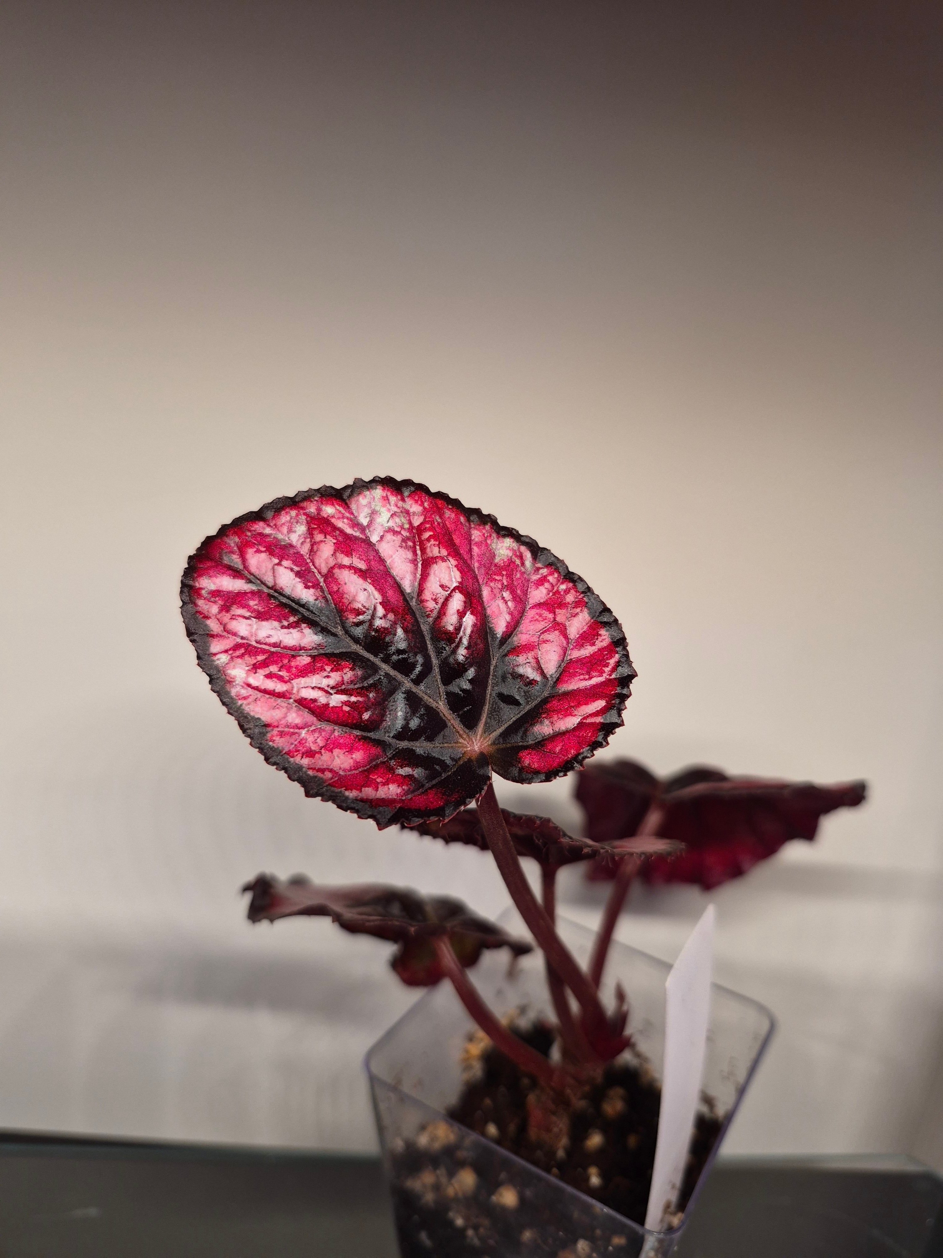 Begonia Red Kiss