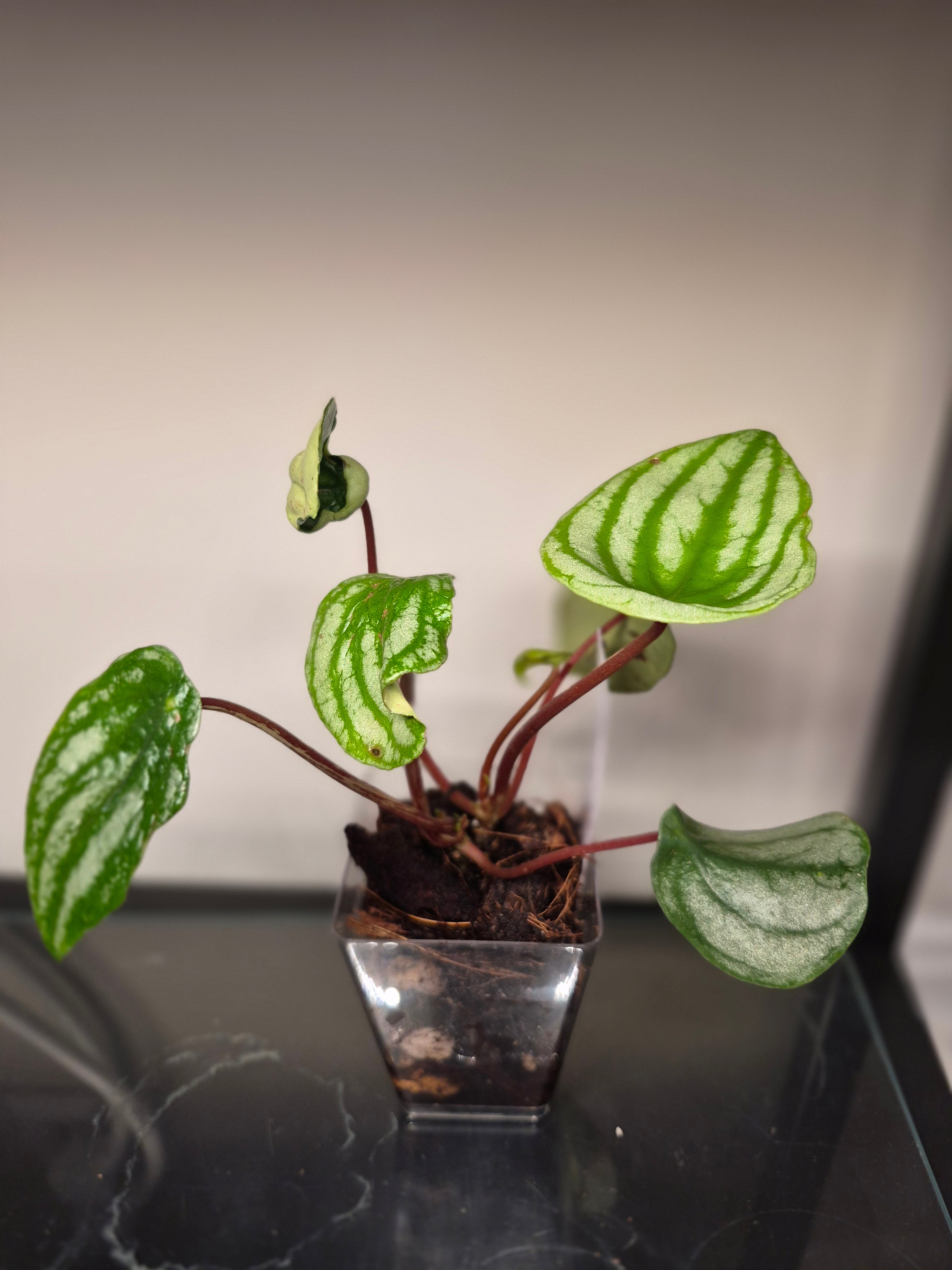 Watermelon Pepperomia