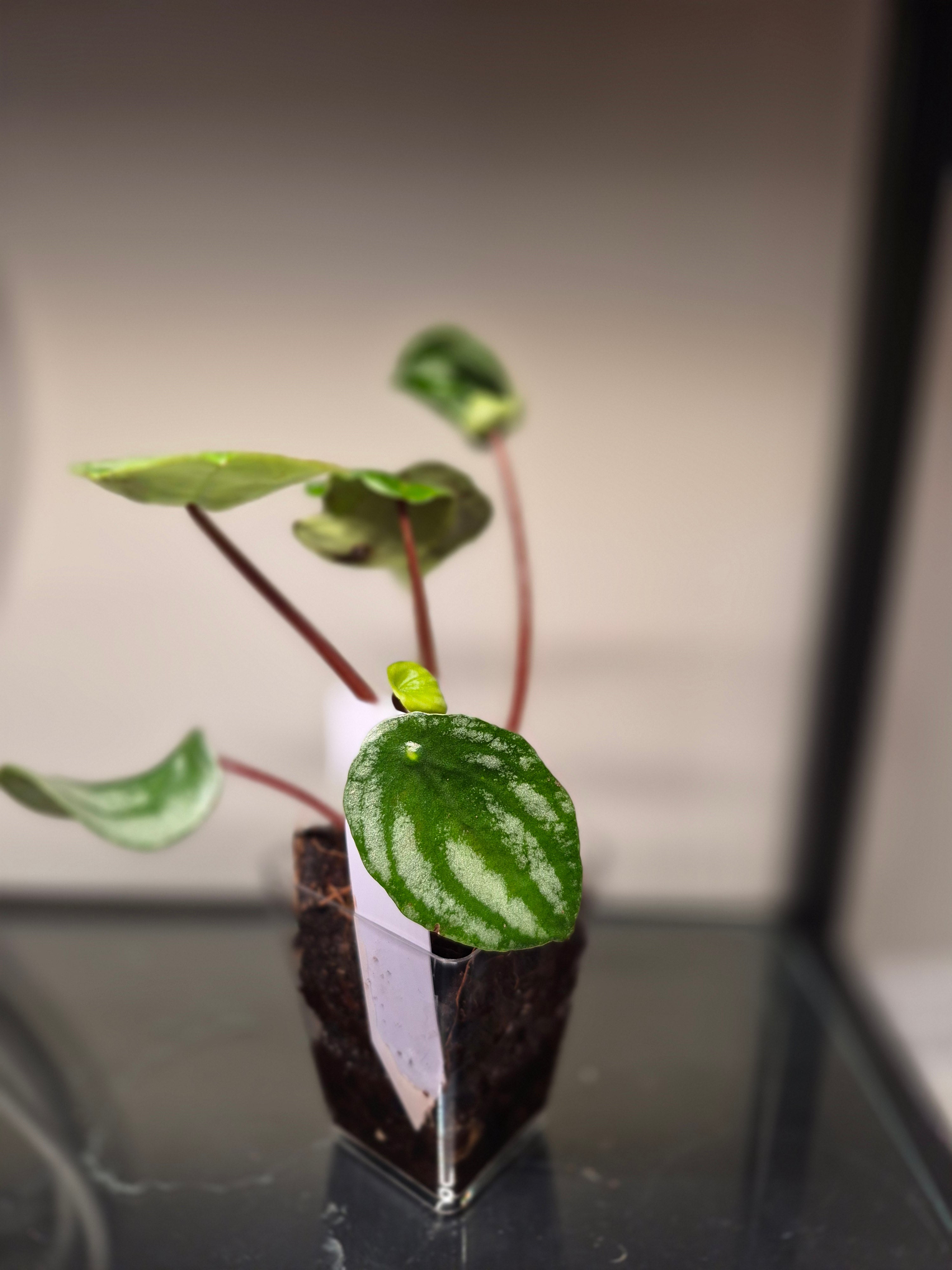 Watermelon Pepperomia