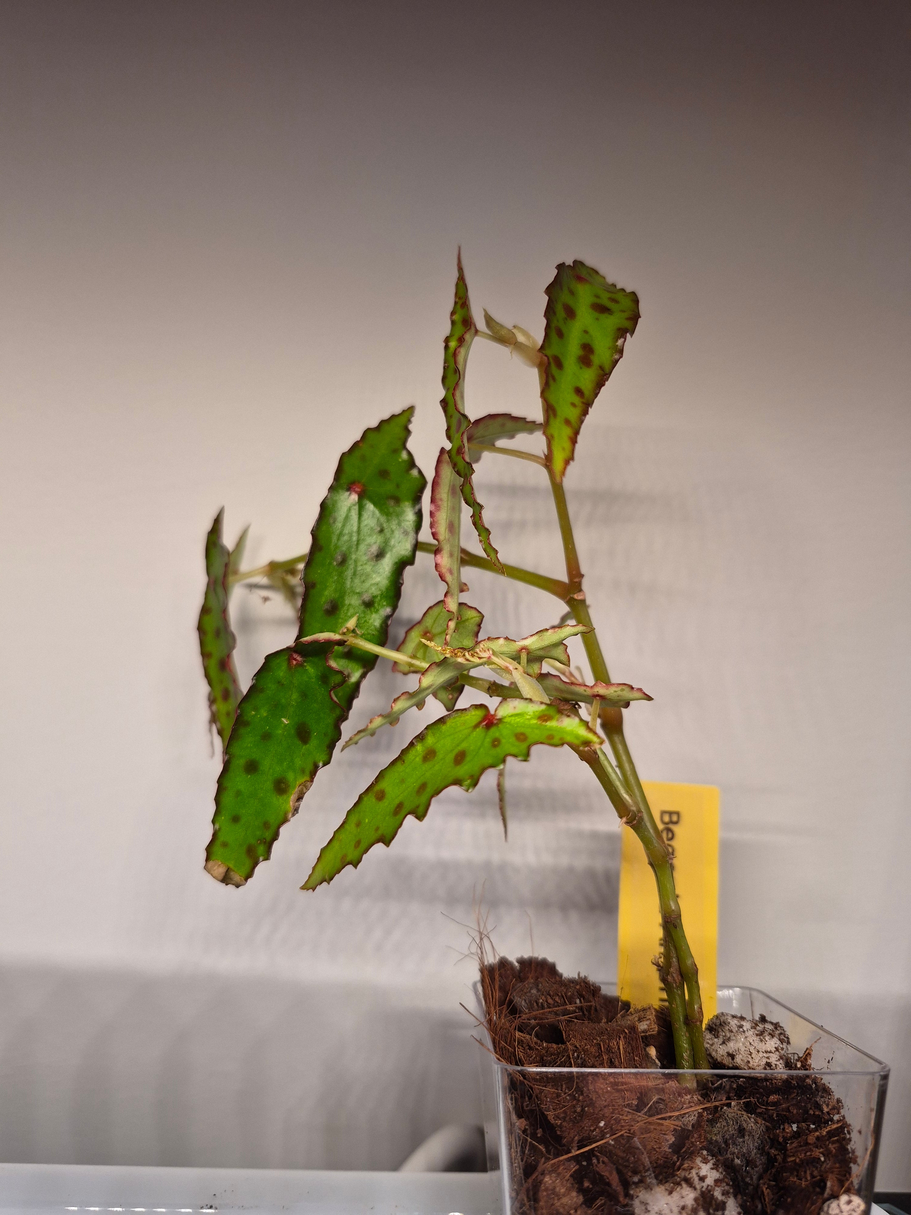 Begonia Amphioxus