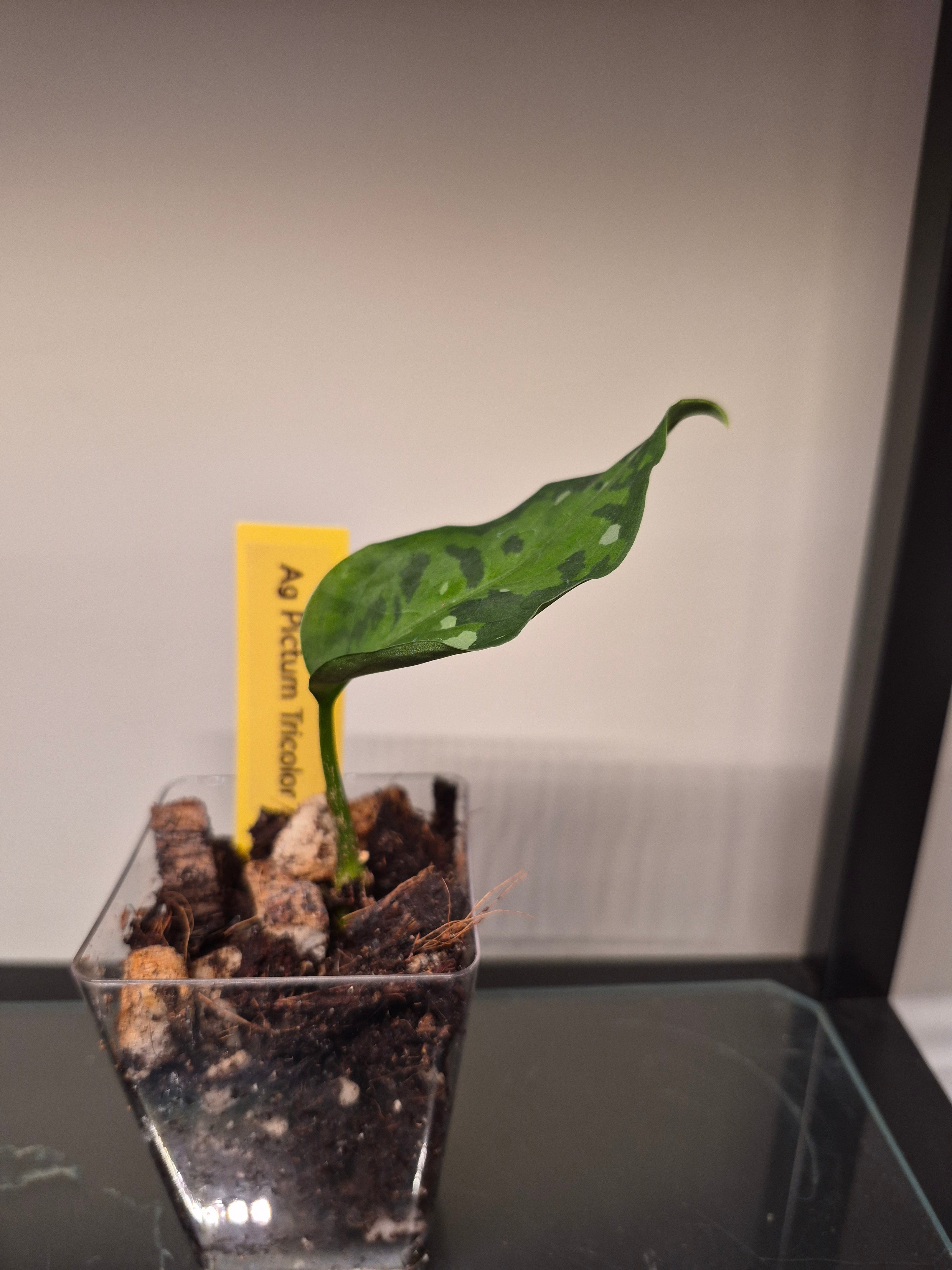 Aglaonema Pictum Tricolor