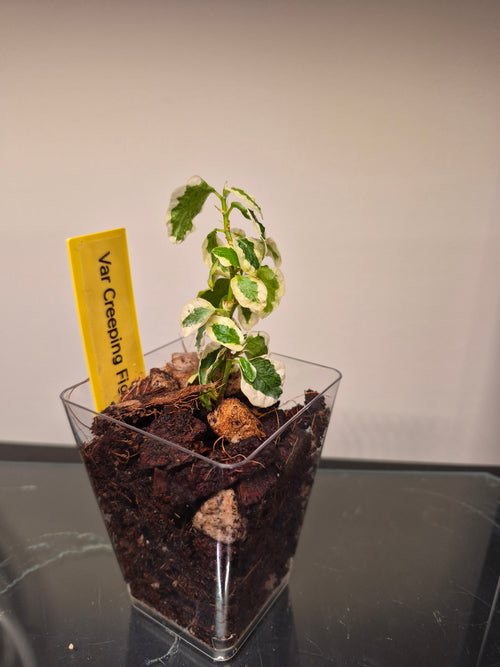 Creeping Fig Variegated