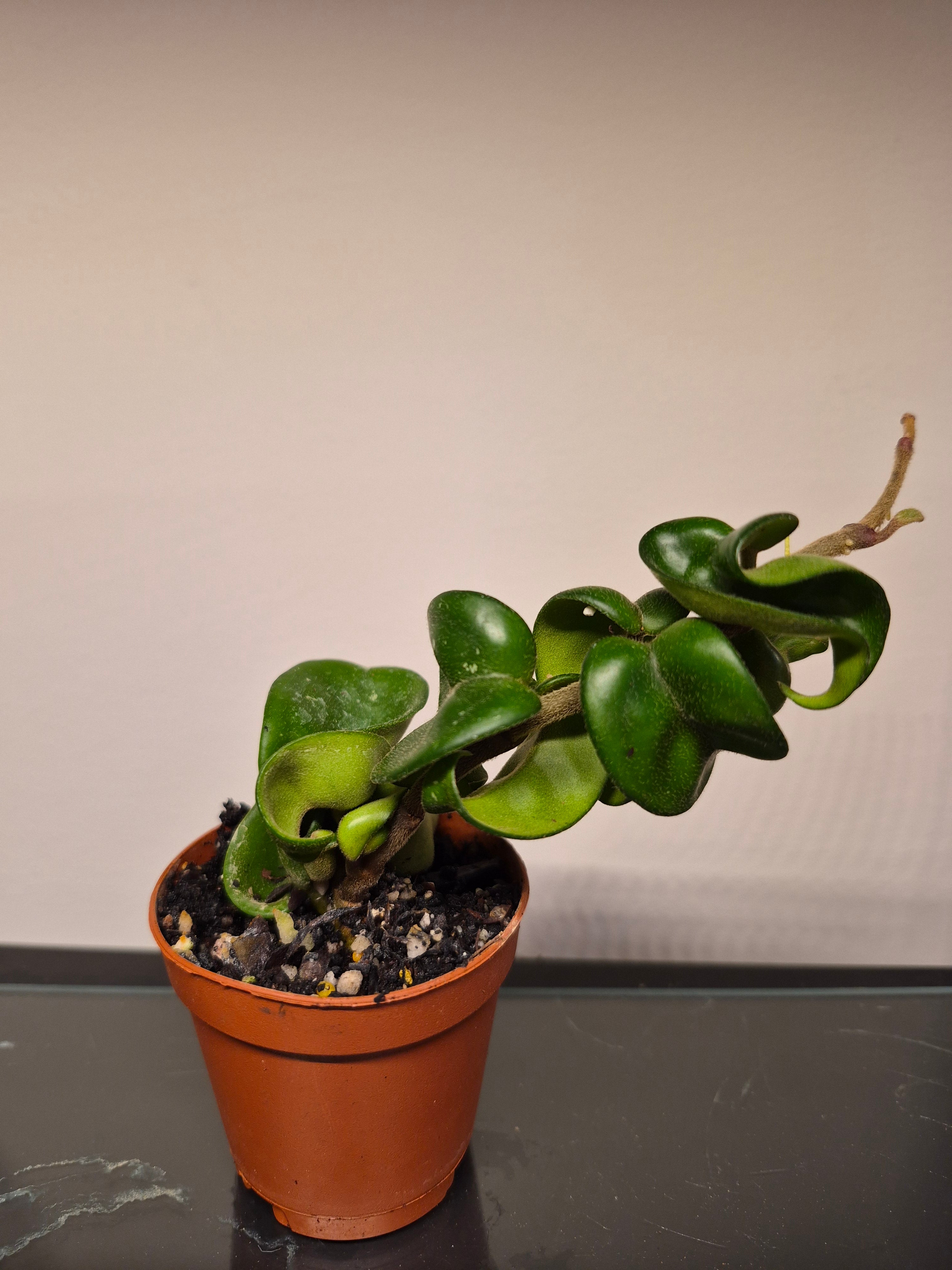 Hoya Carnosa Compacta