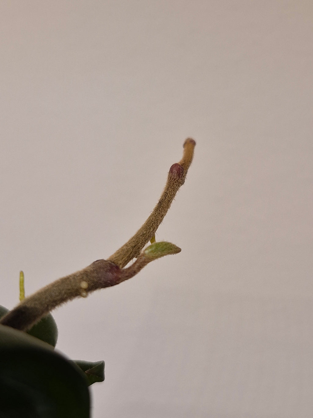 Hoya Carnosa Compacta