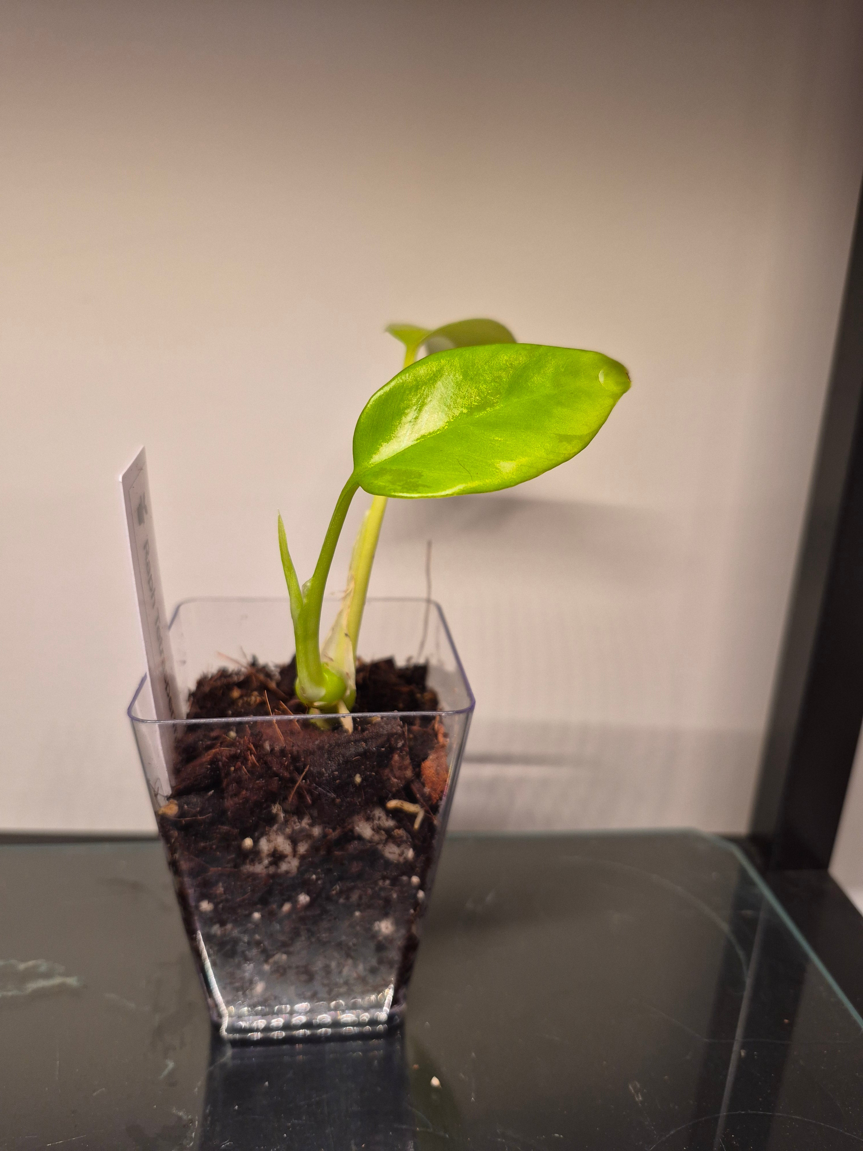 Raphidophora Tetrasperma