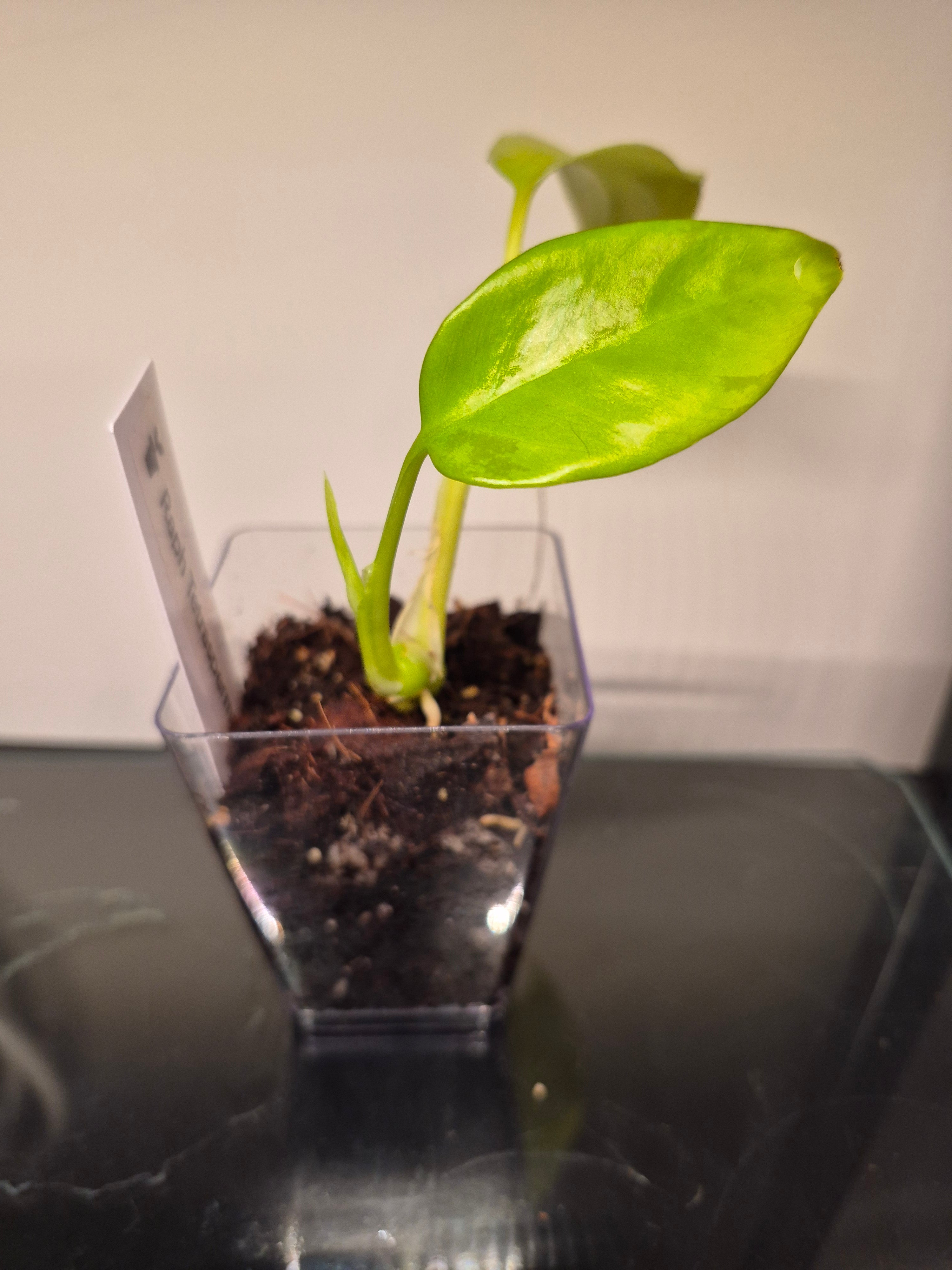 Raphidophora Tetrasperma