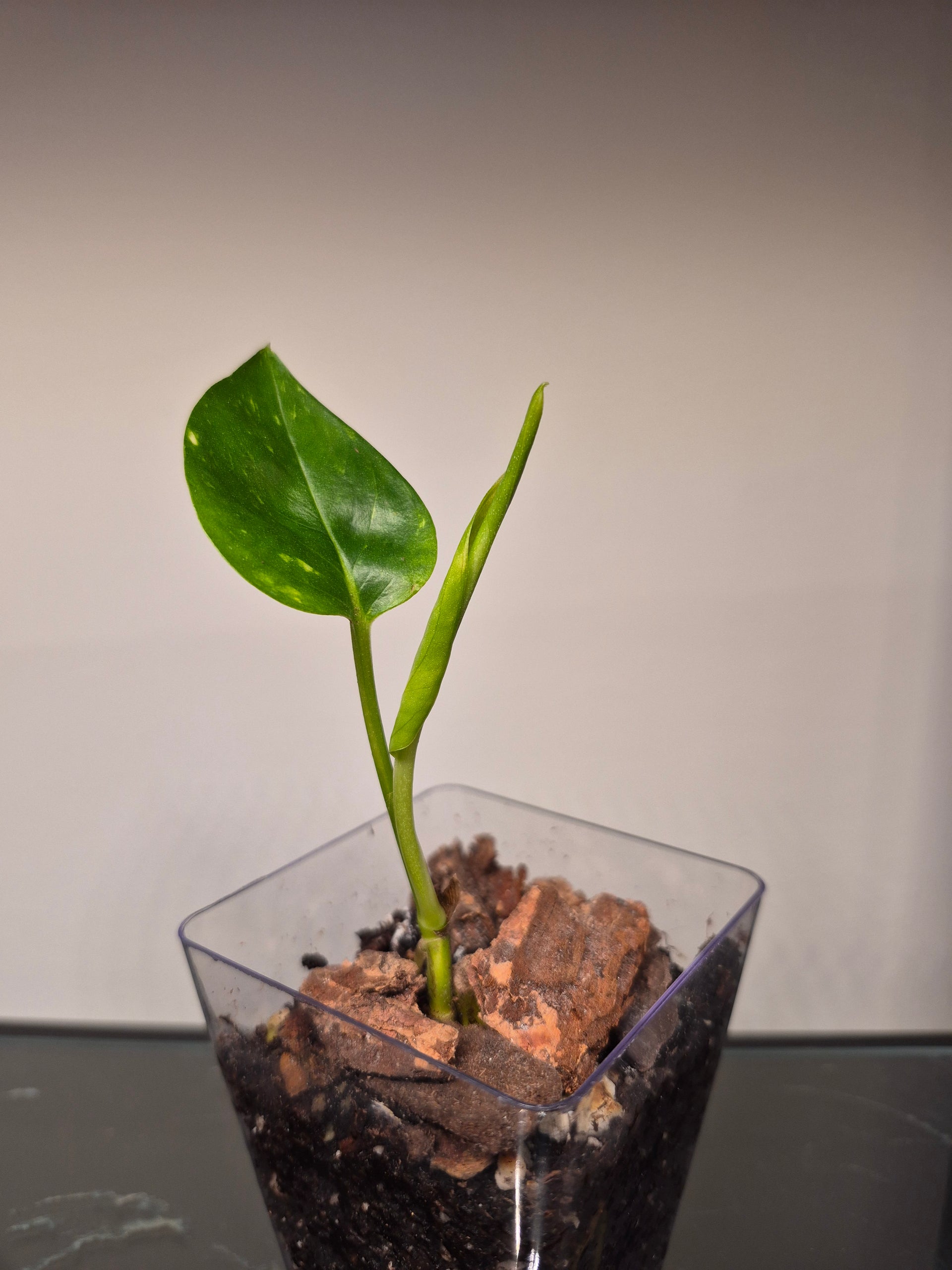 Hawaiian Pothos – Kitty's Green Planties