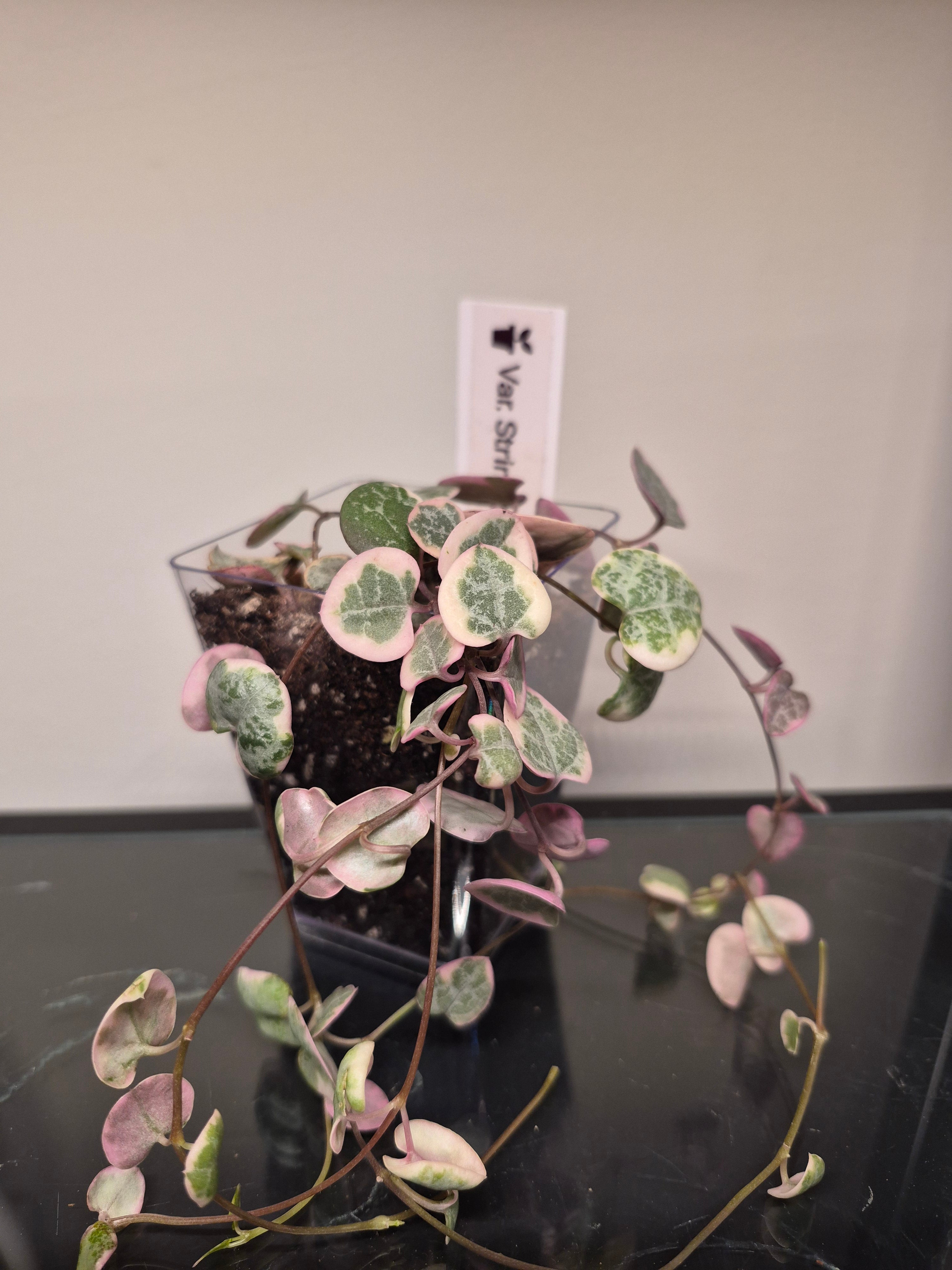 Variegated String of Hearts