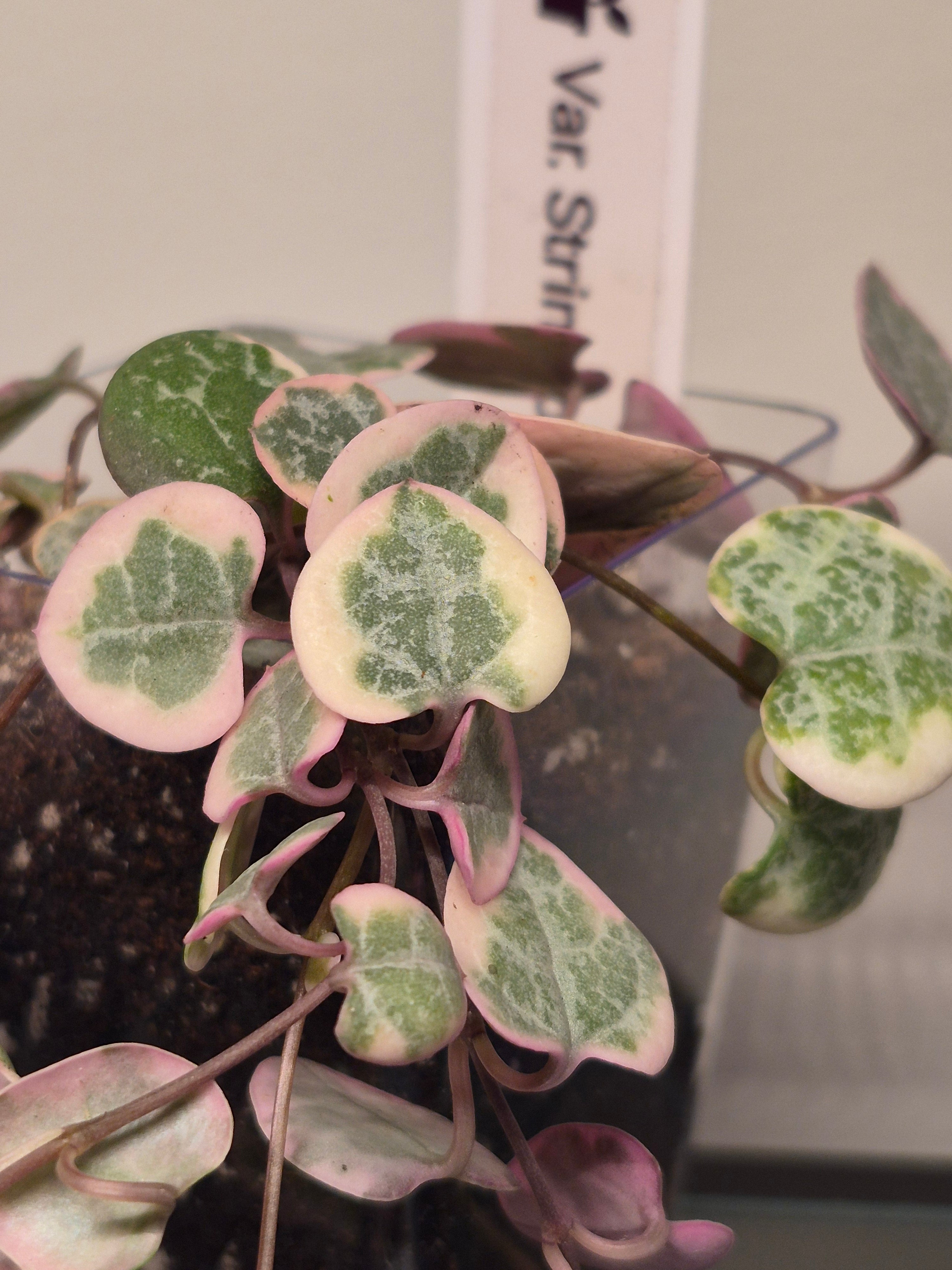 Variegated String of Hearts