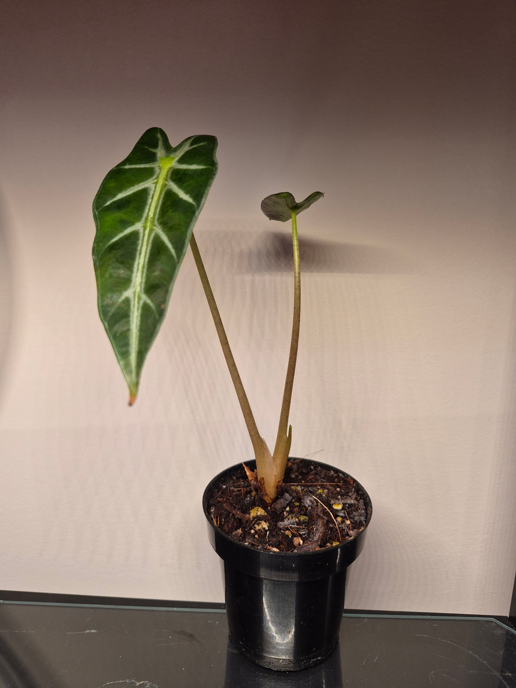 Alocasia Bambino