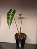 Alocasia Bambino