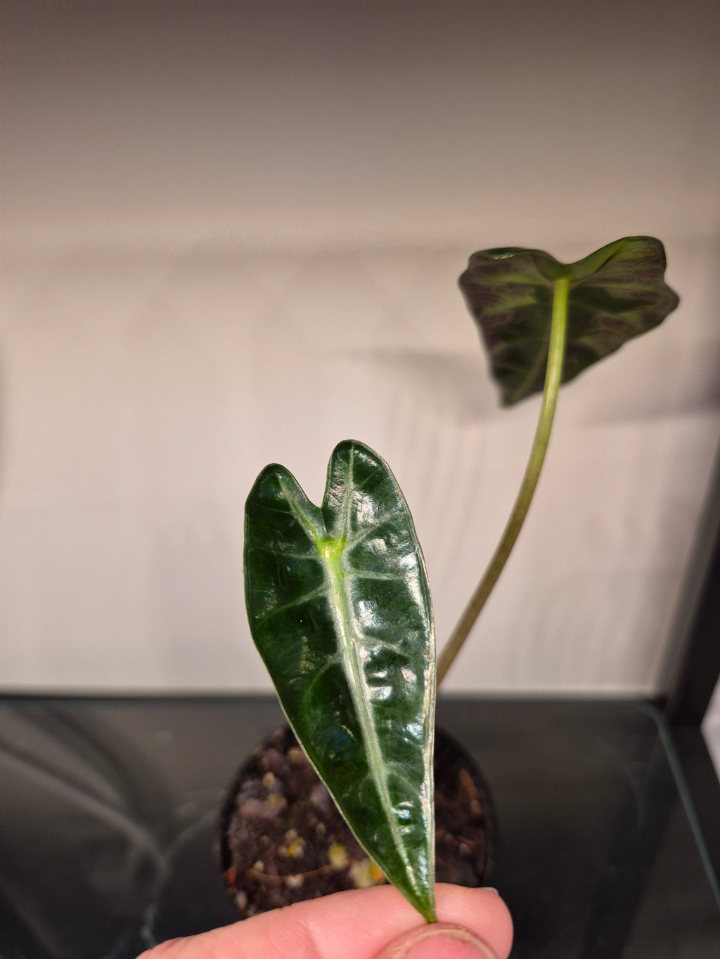 Alocasia Bambino