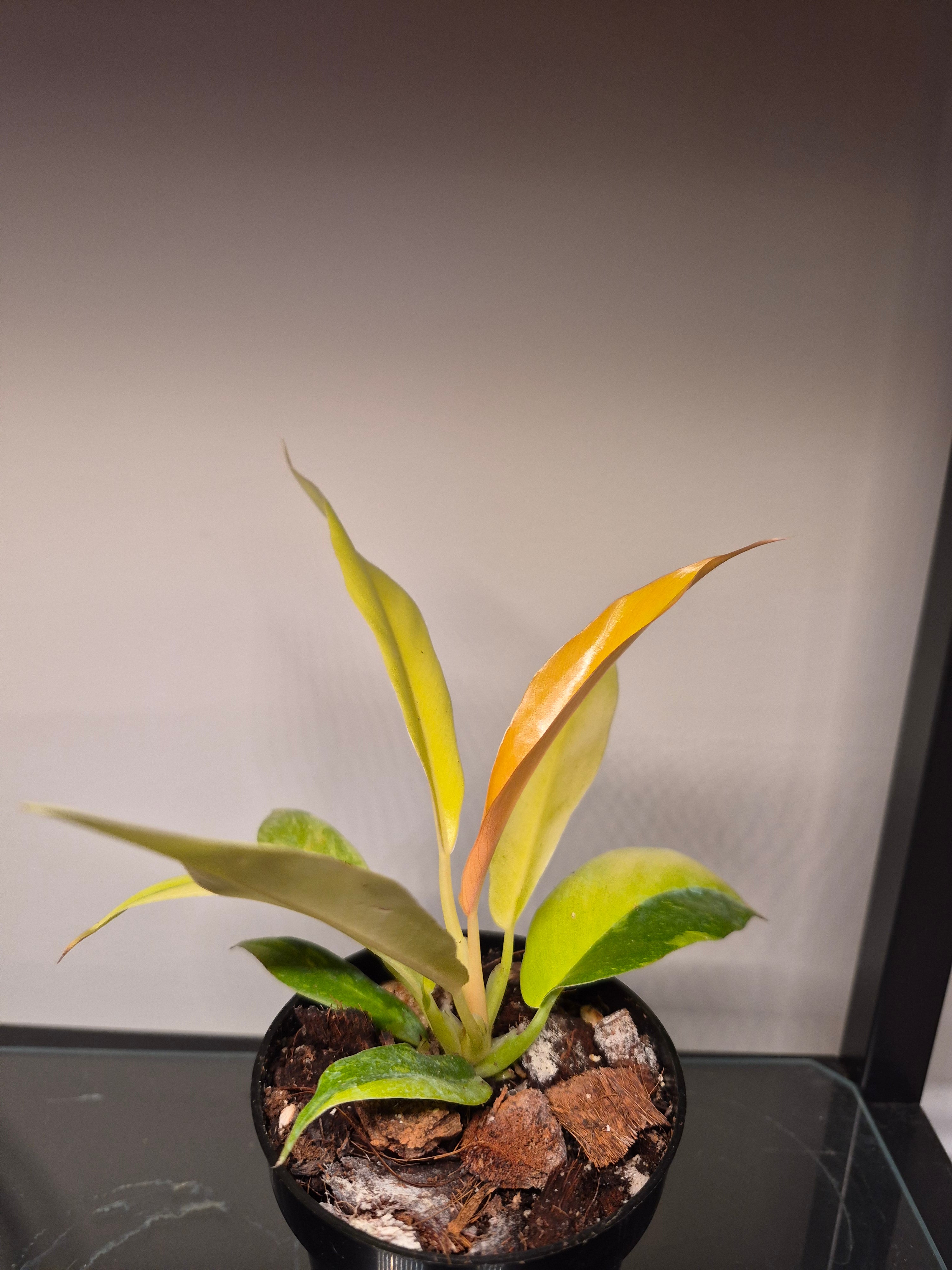 Philodendron Ring of Fire