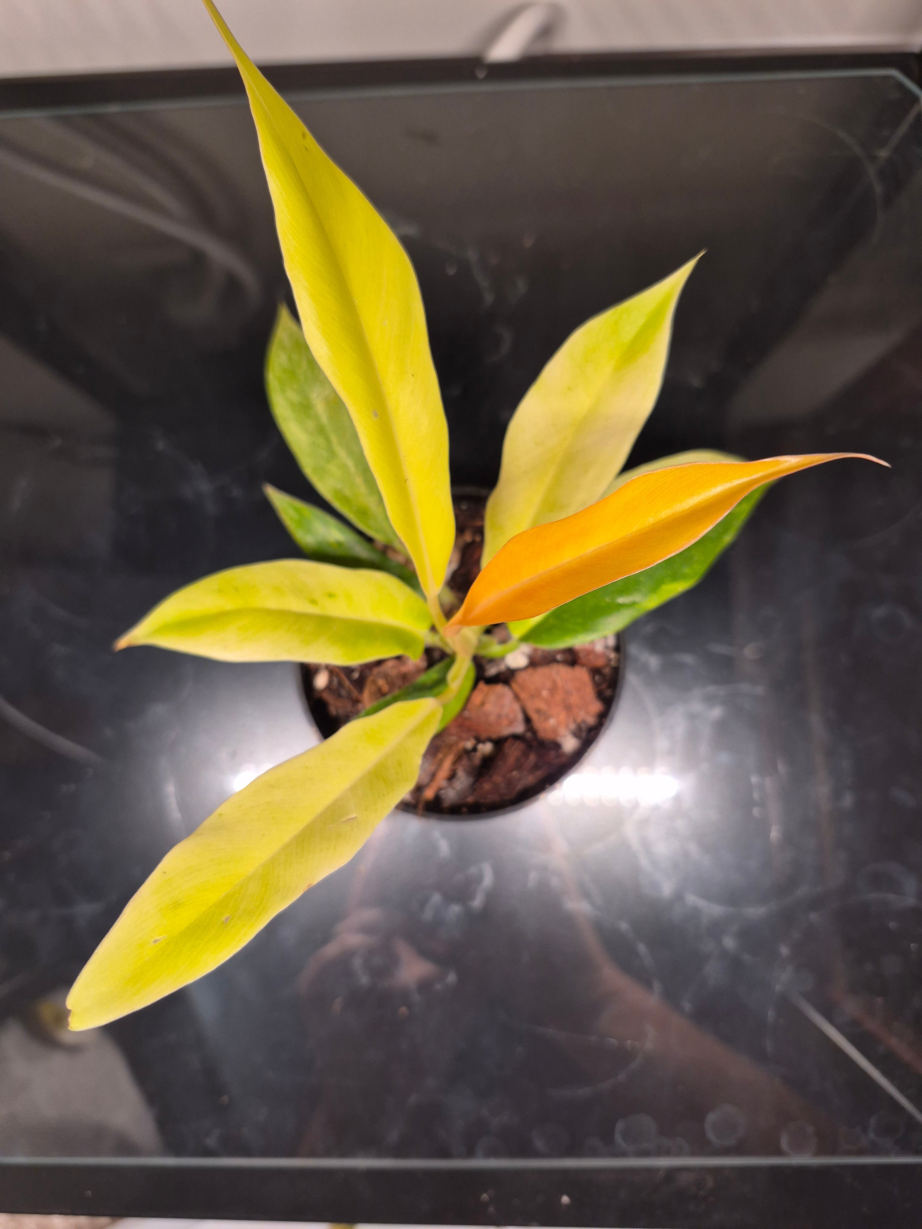 Philodendron Ring of Fire