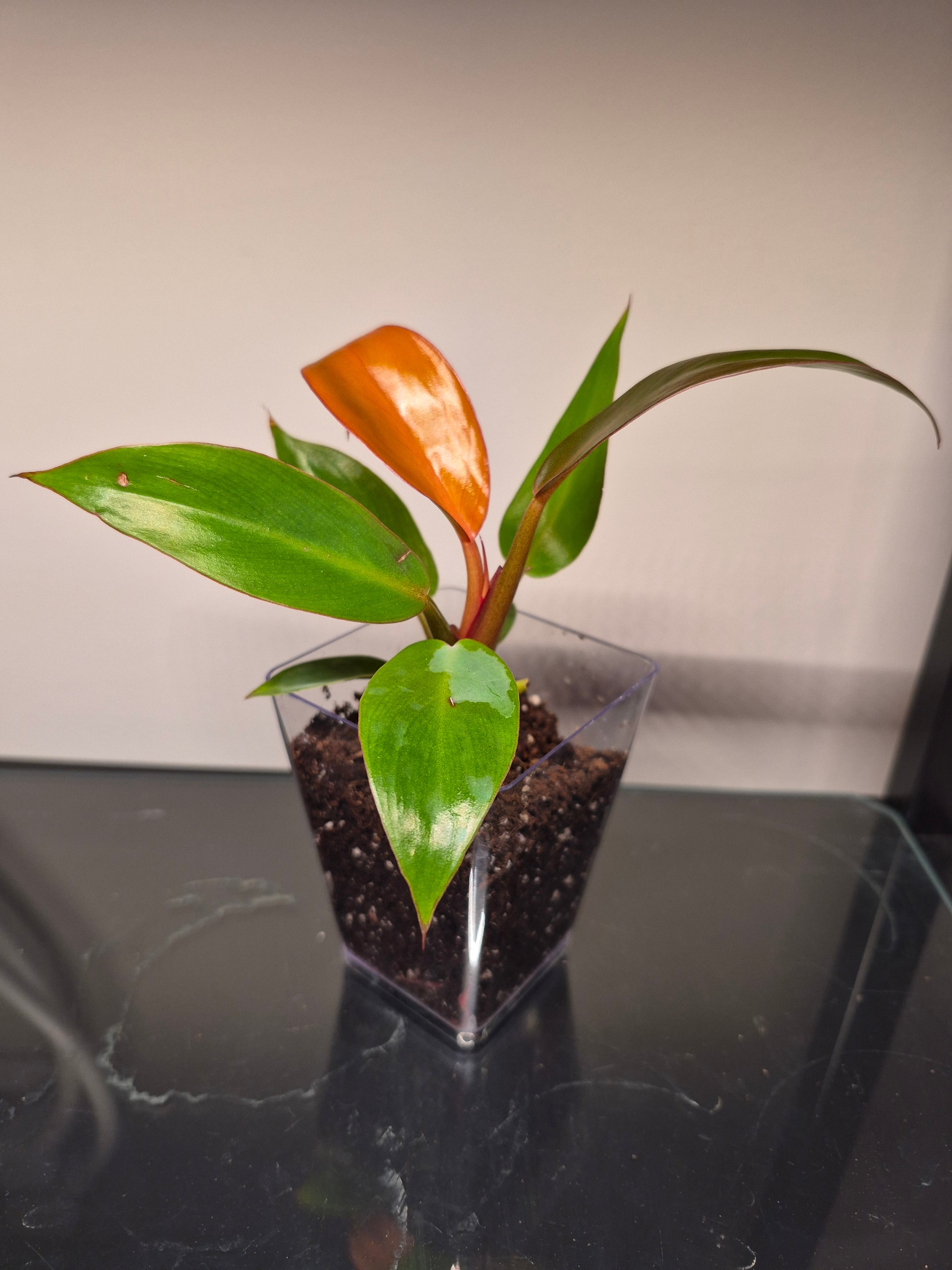 Philodendron Red Sun