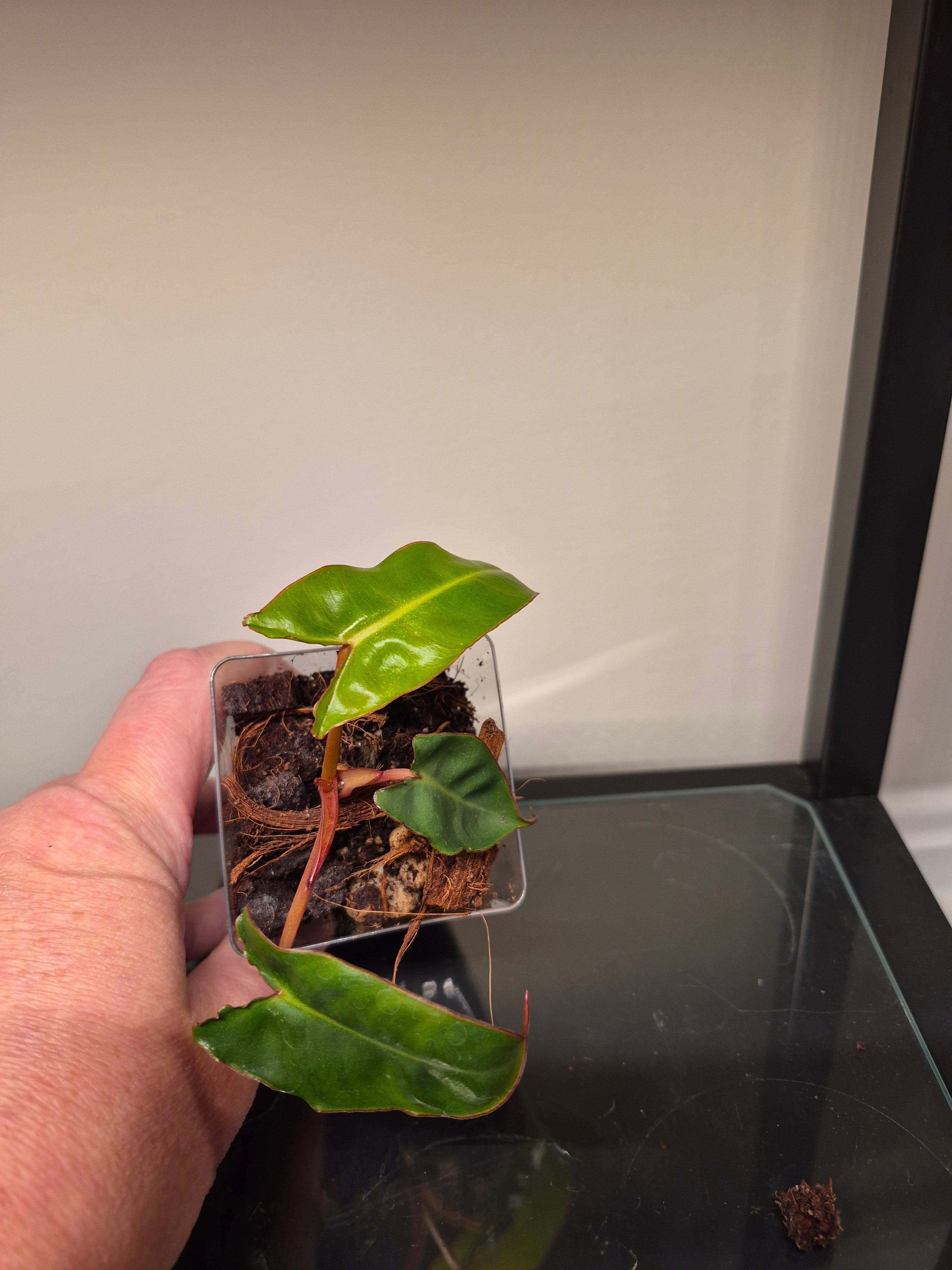 Philodendron Billietiae