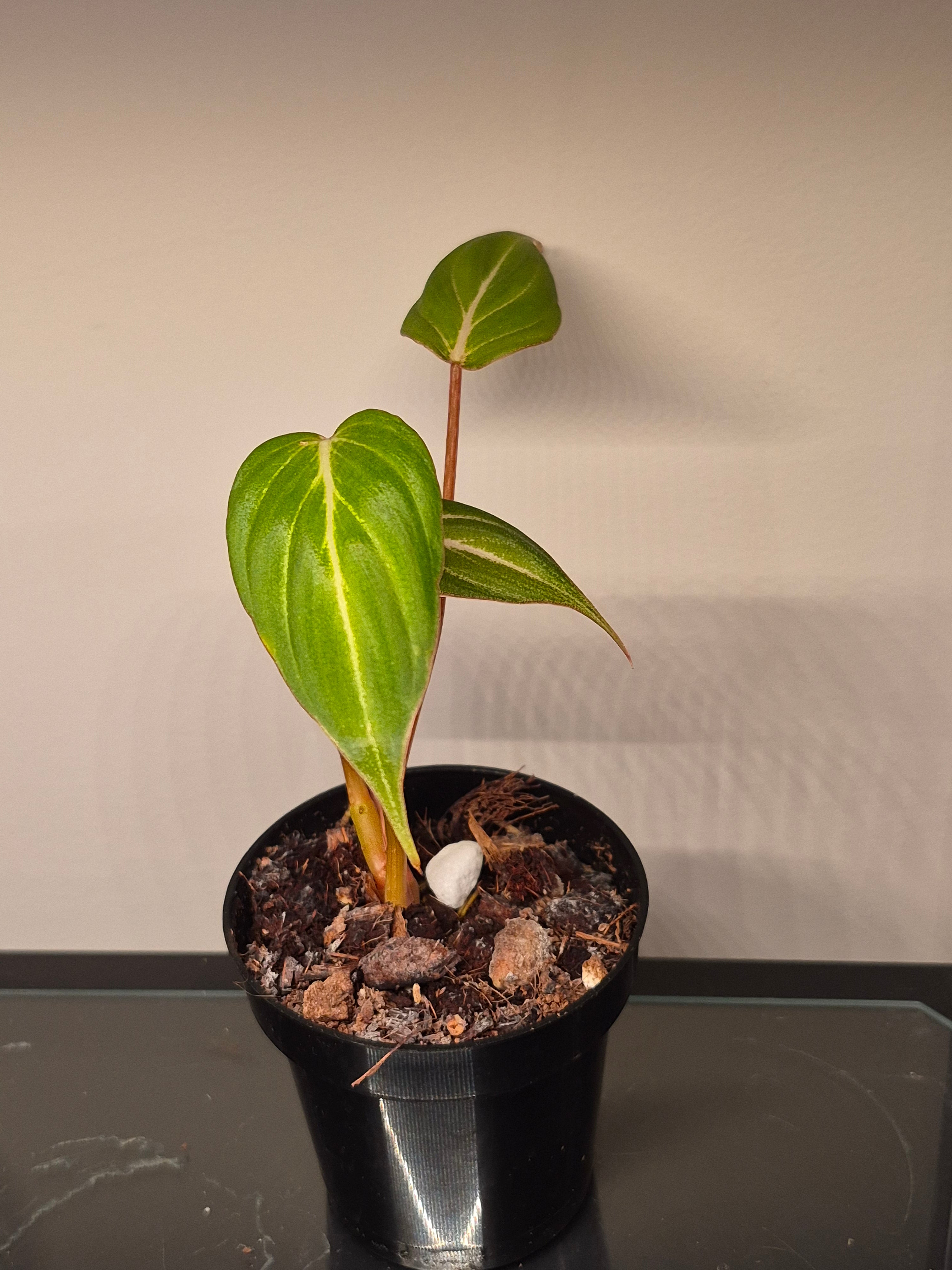 Philodendron Gloriosum