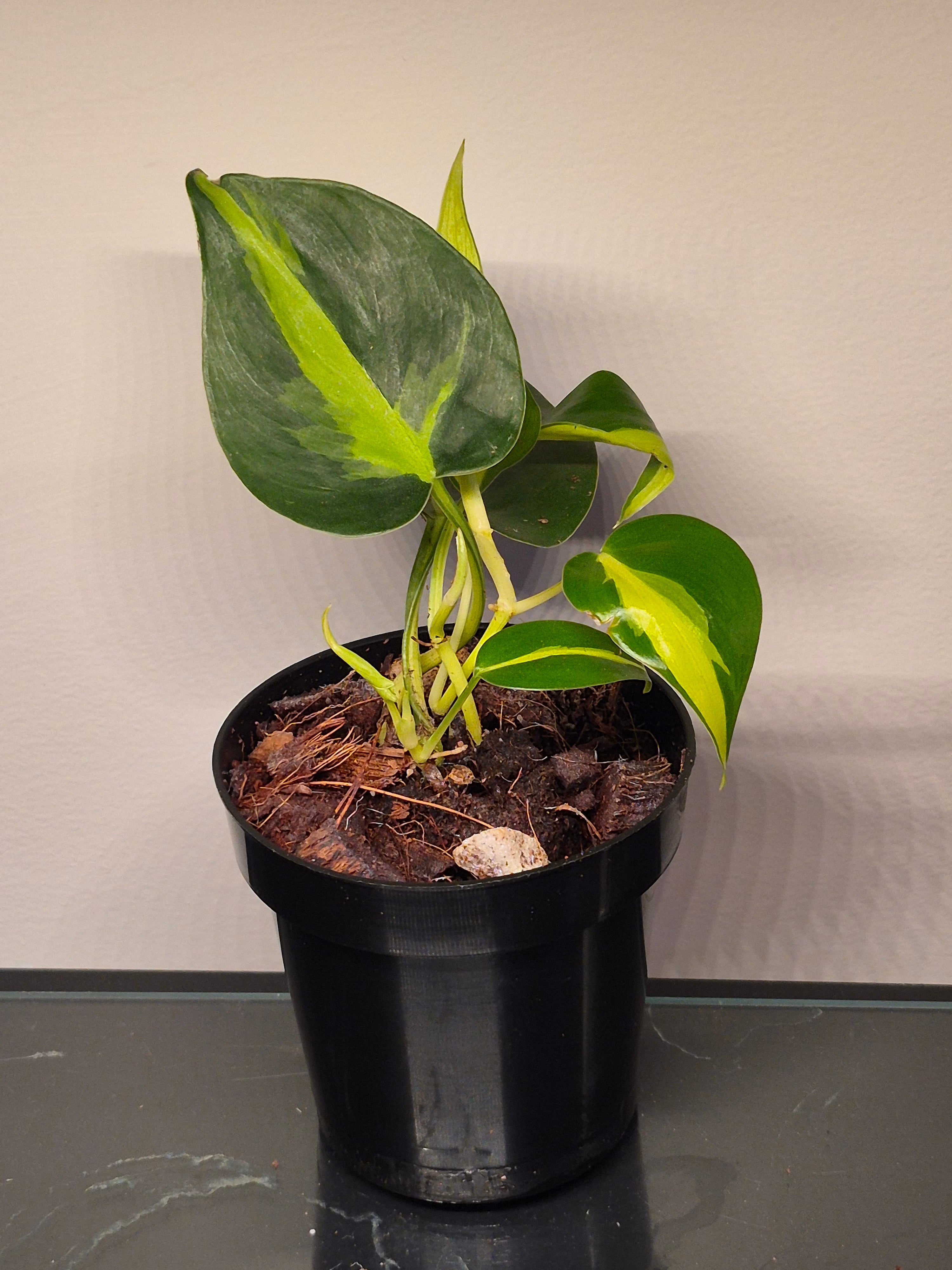 Philodendron Silver Stripe