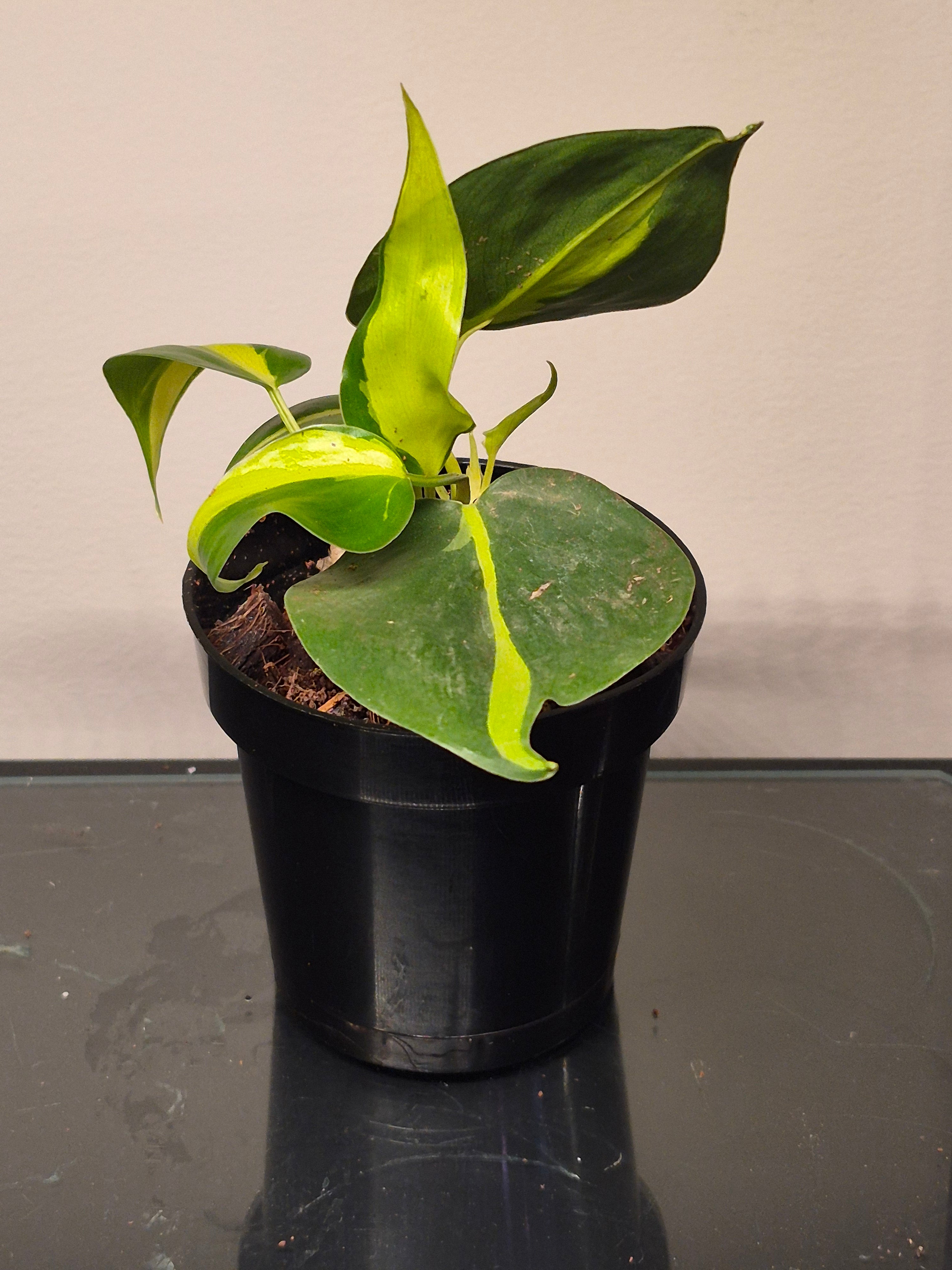 Philodendron Silver Stripe