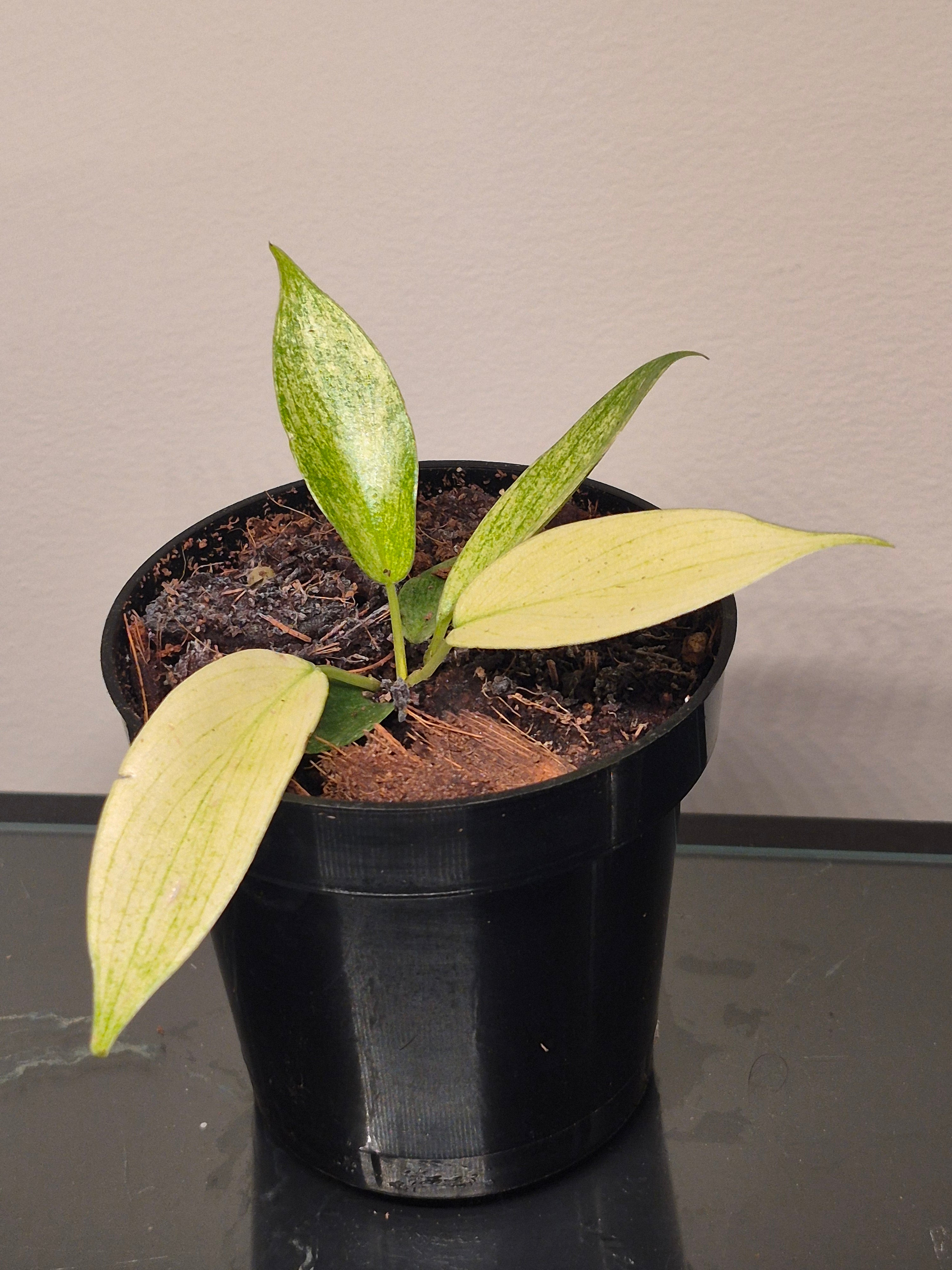 Philodendron Florida Ghost