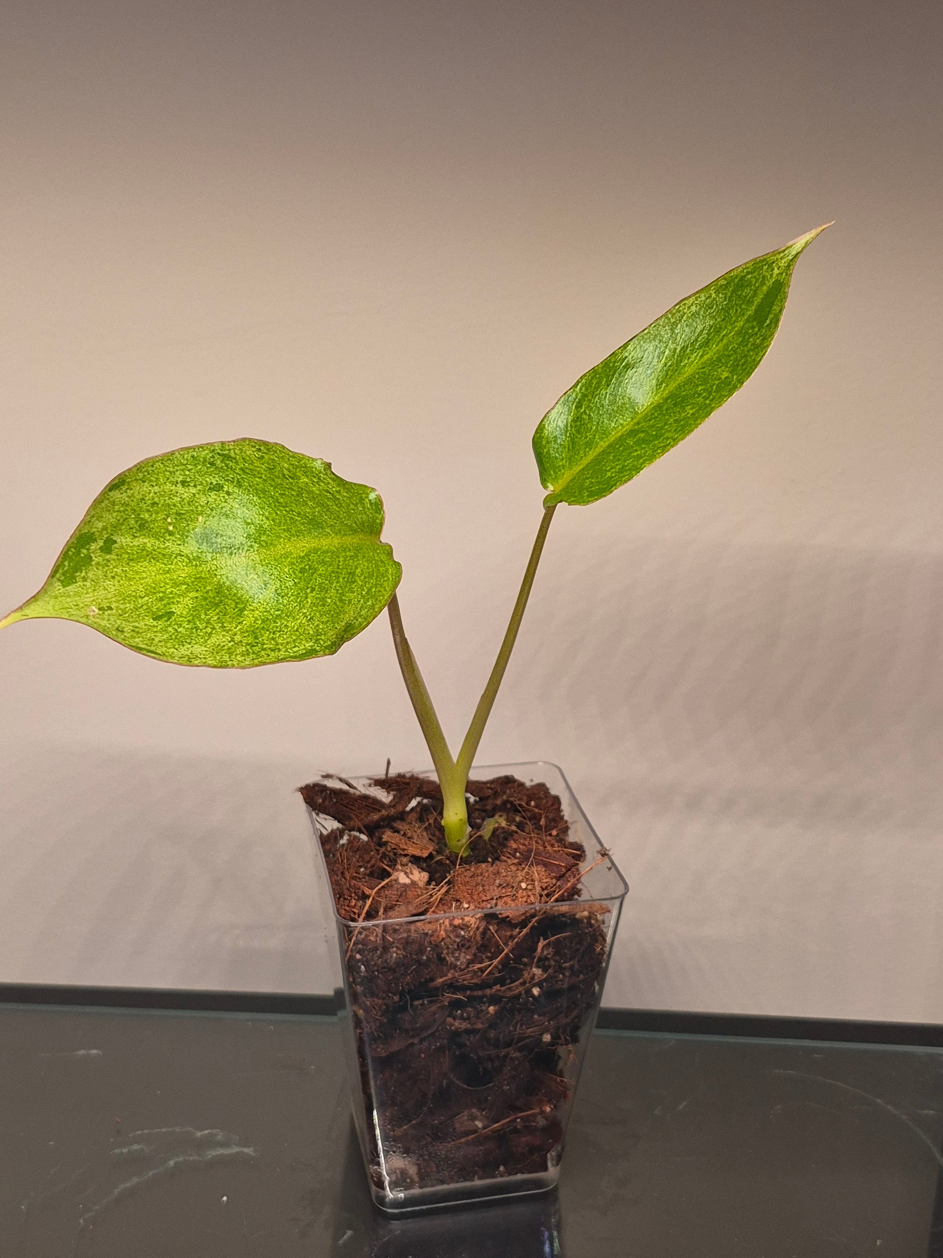 Philodendron Paraiso Verde