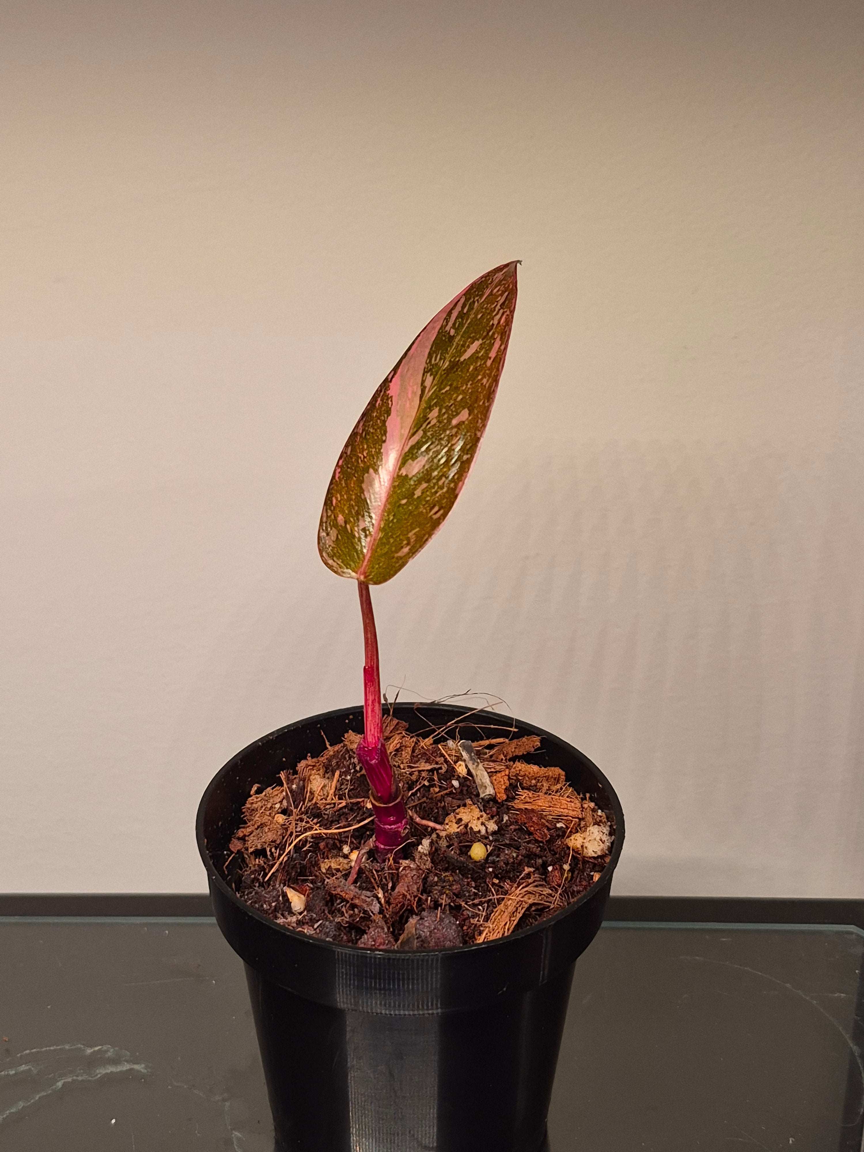 Philodendron  Pink Princess