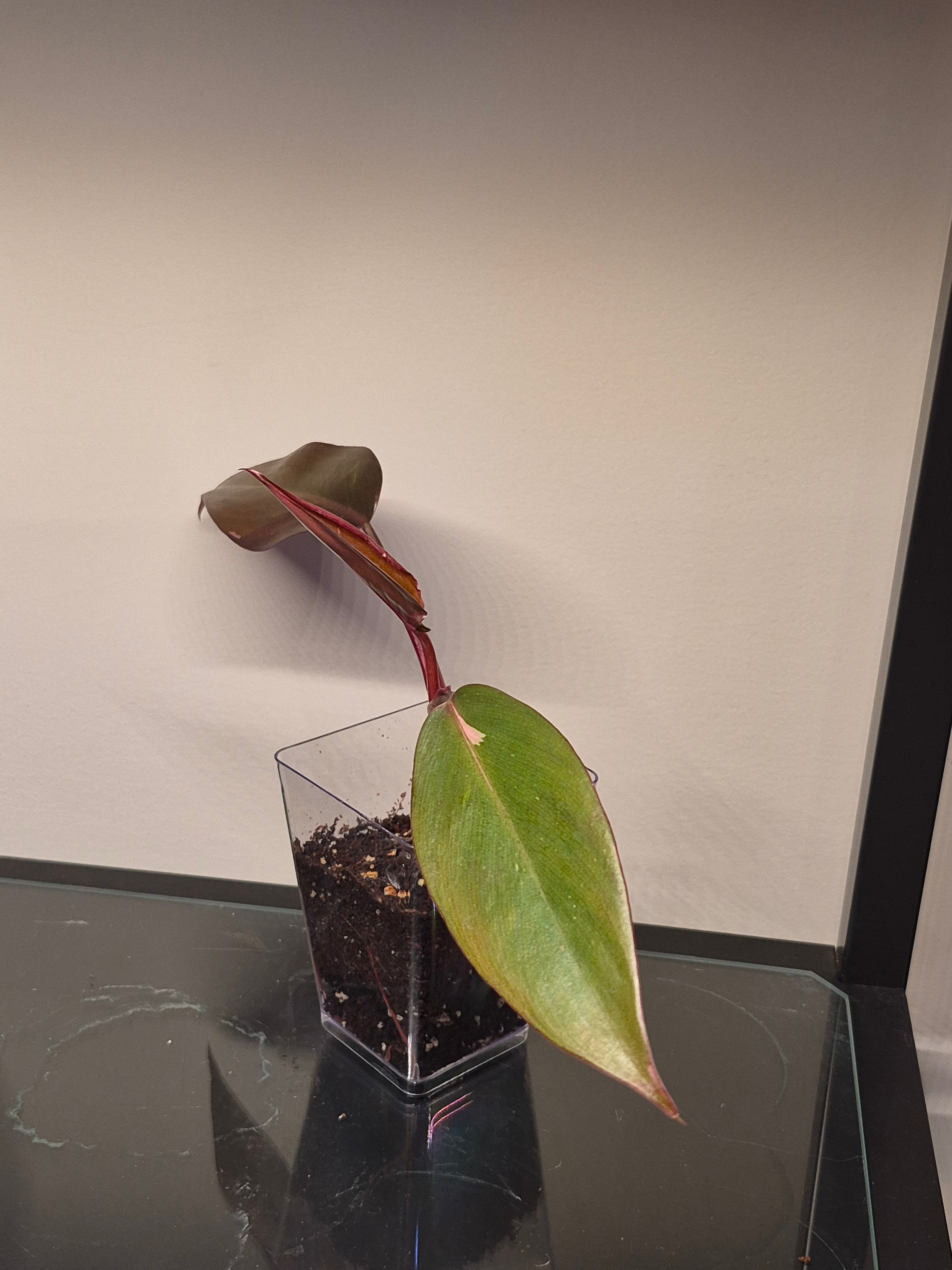 Philodendron  Pink Princess