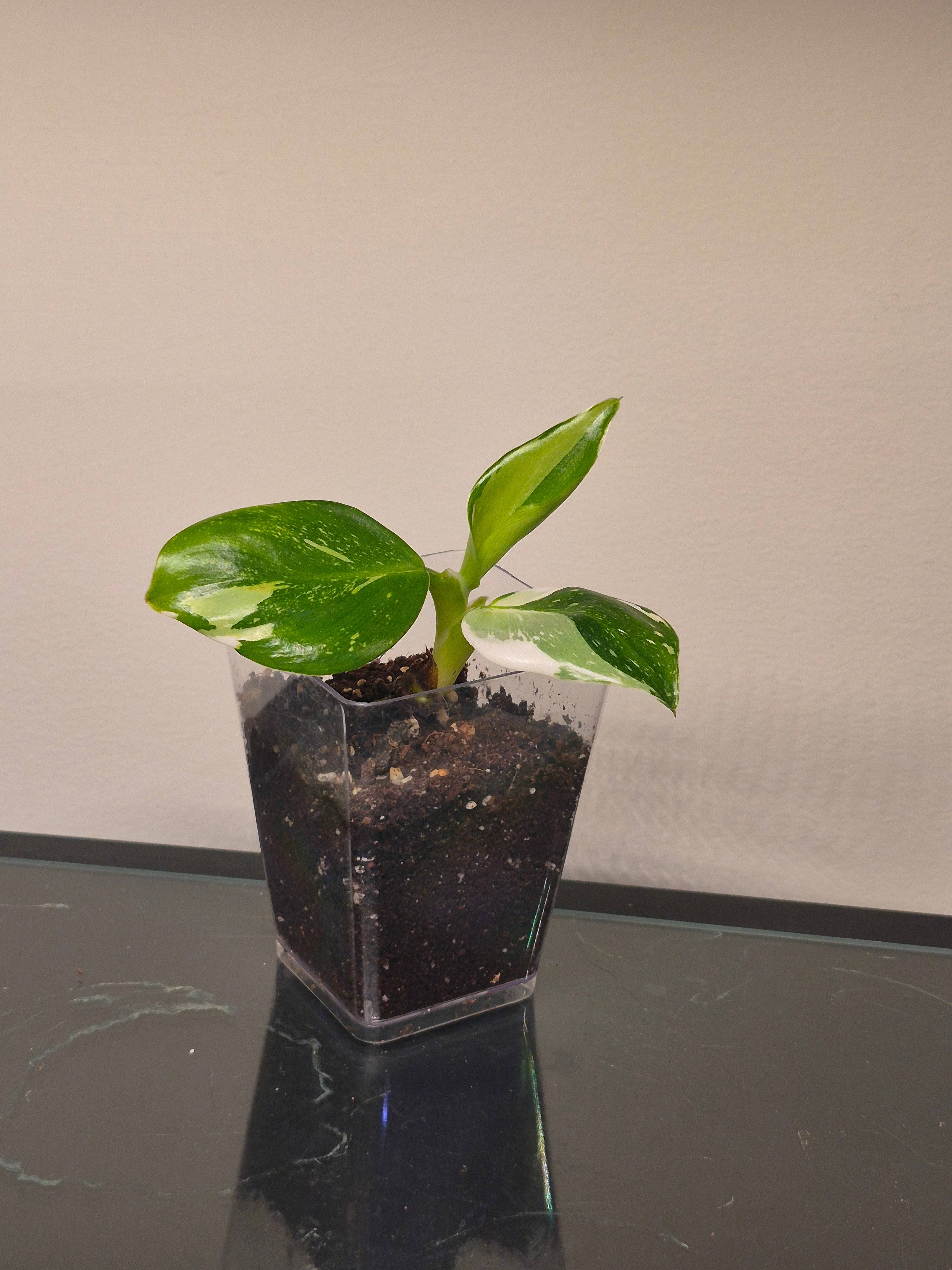 Philodendron White Wizard