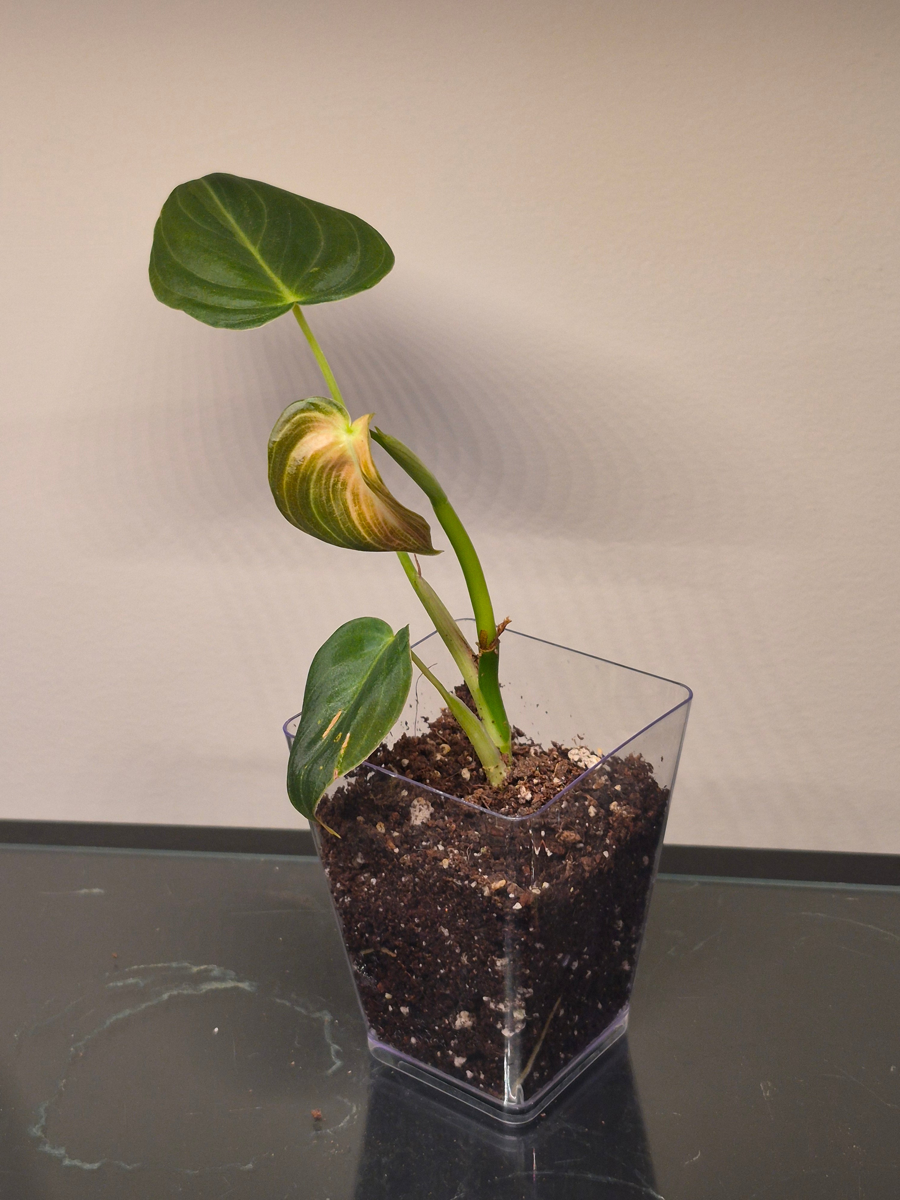 Philodendron Melanochrysum