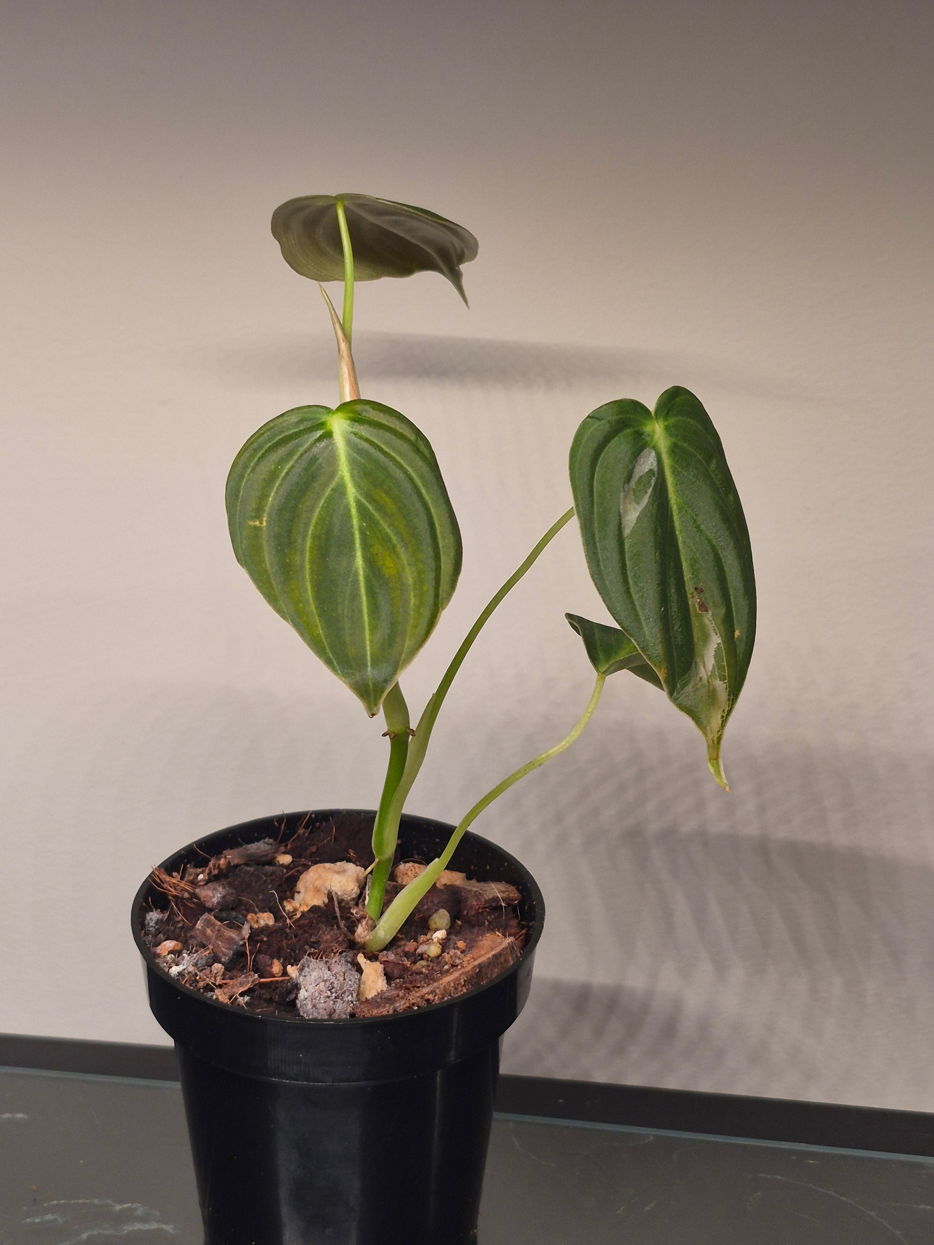 Philodendron Melanochrysum