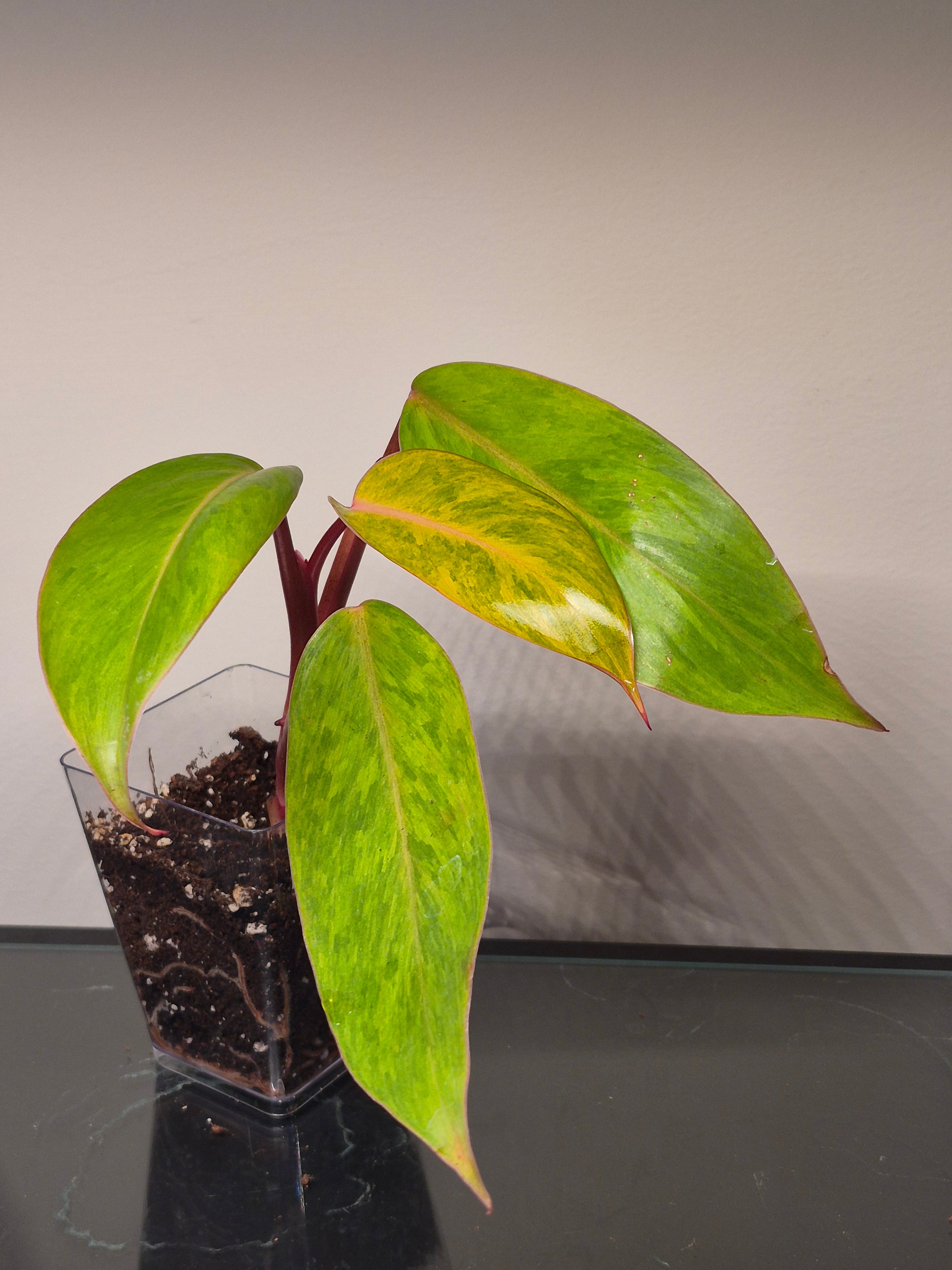 Philodendron Painted Lady