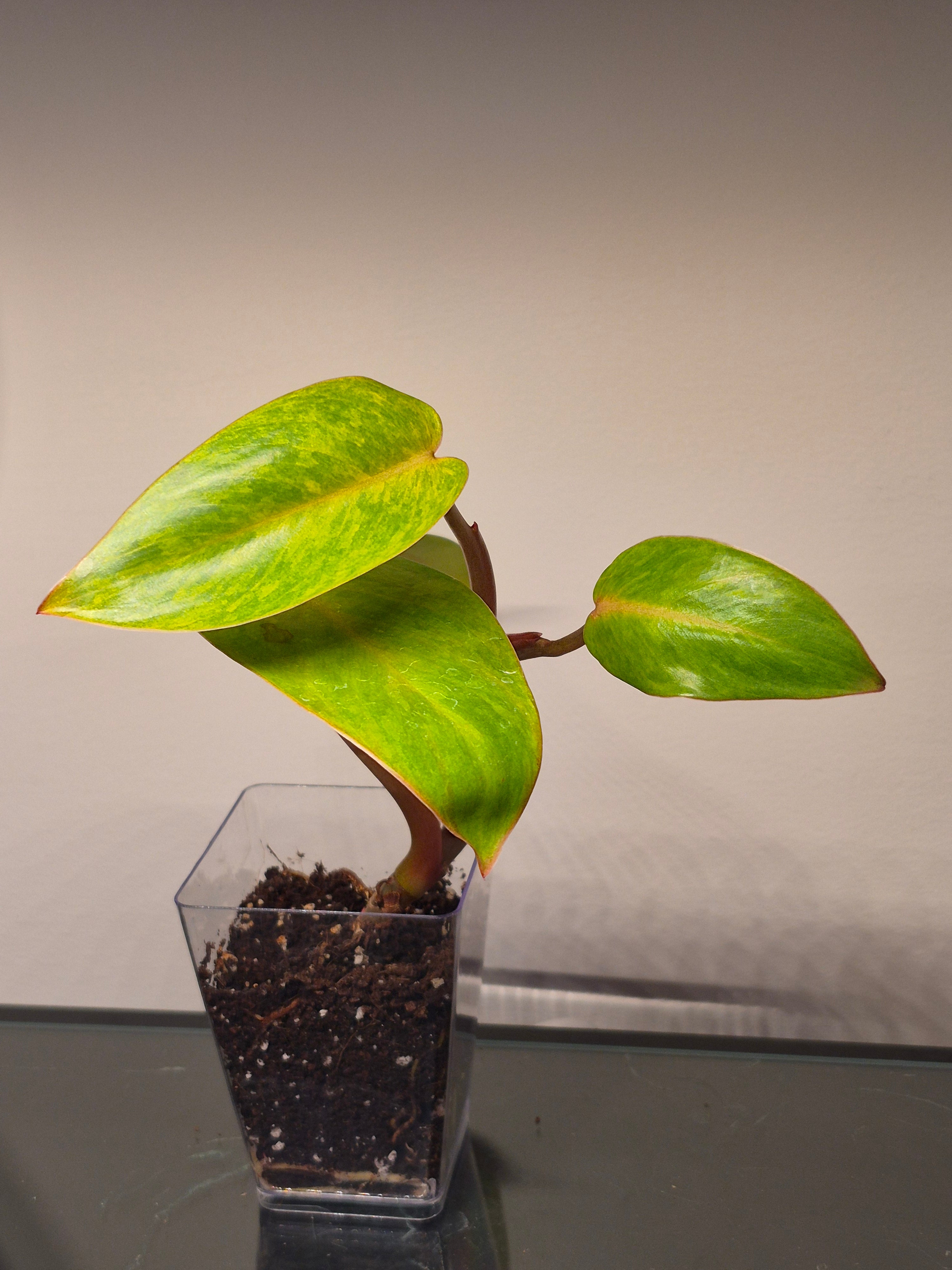 Philodendron Painted Lady