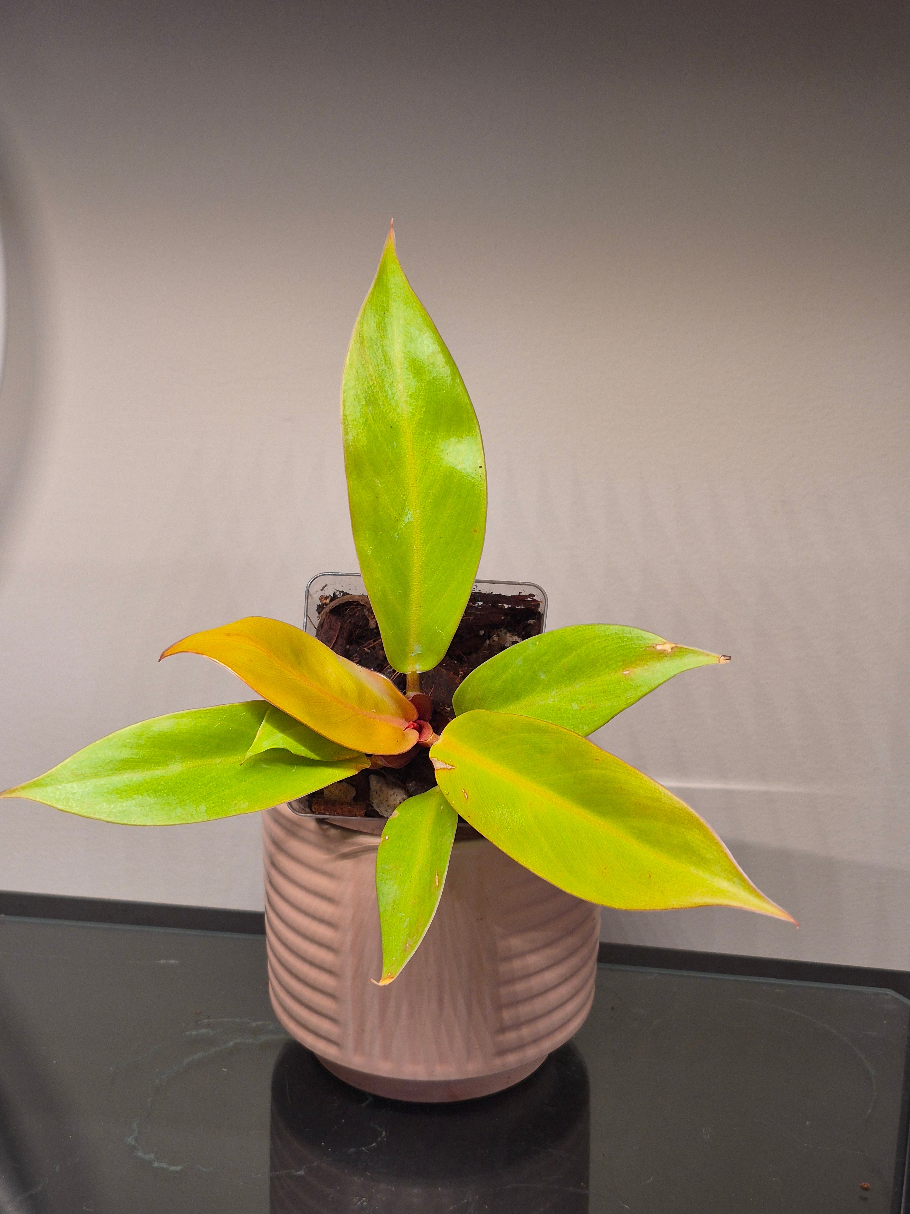 Philodendron Prince of Orange