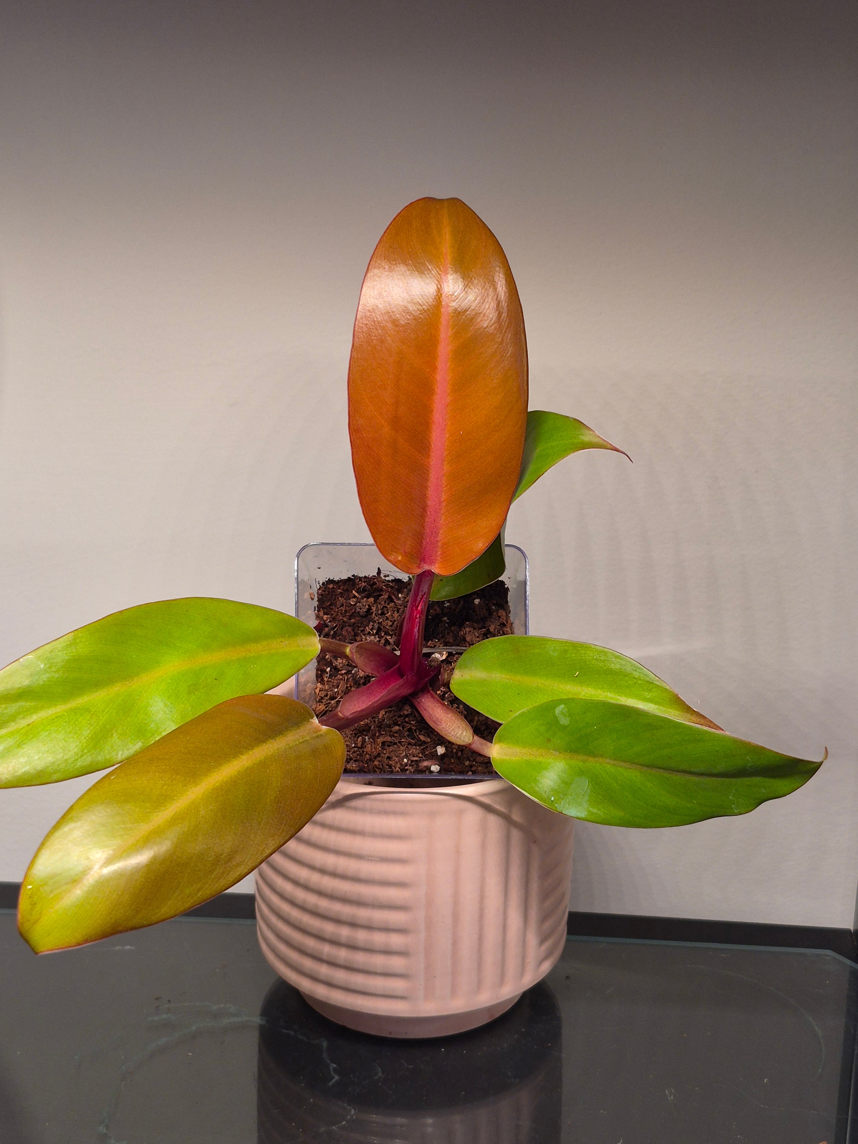 Philodendron Prince of Orange