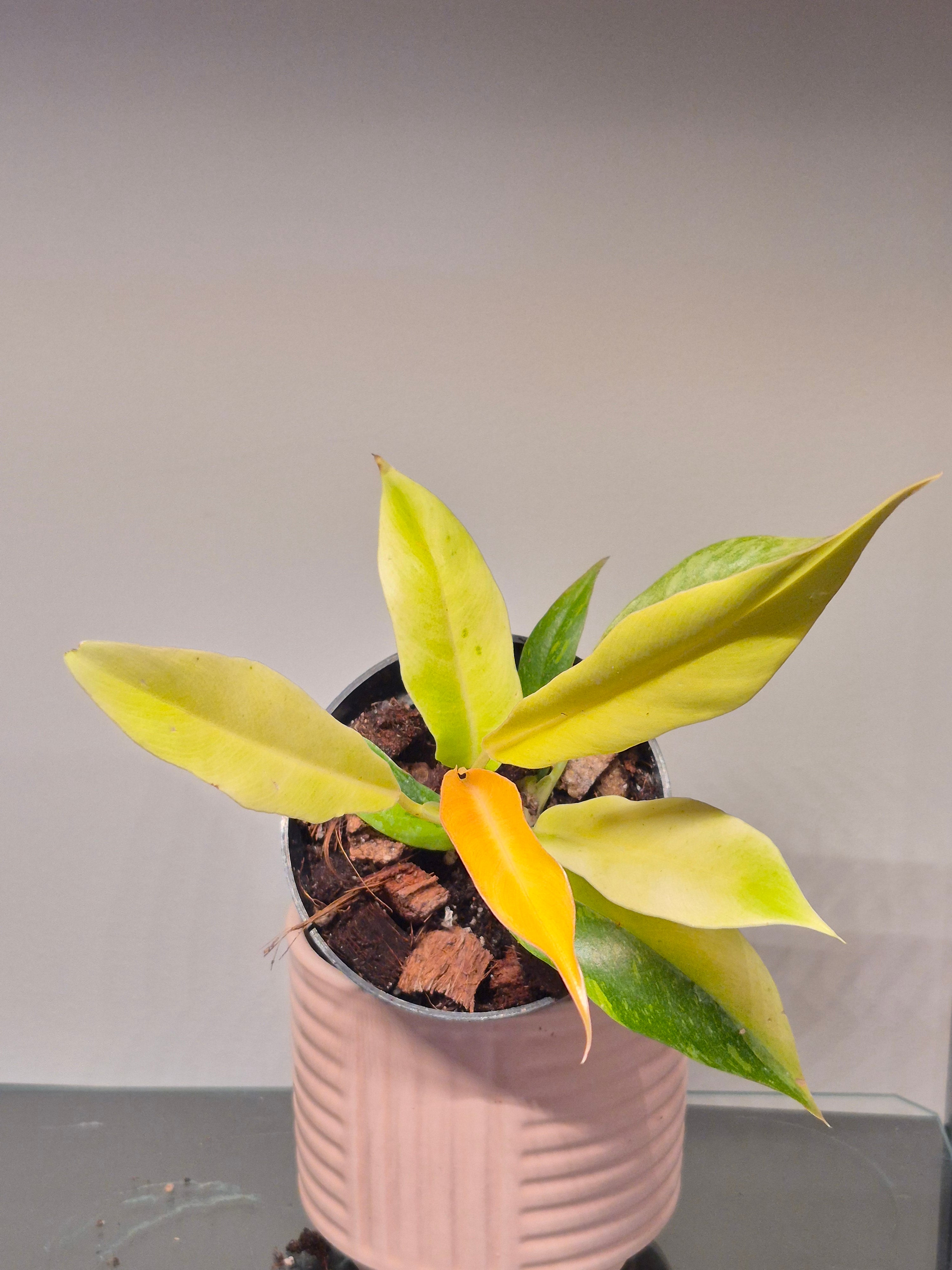 Philodendron Ring of Fire