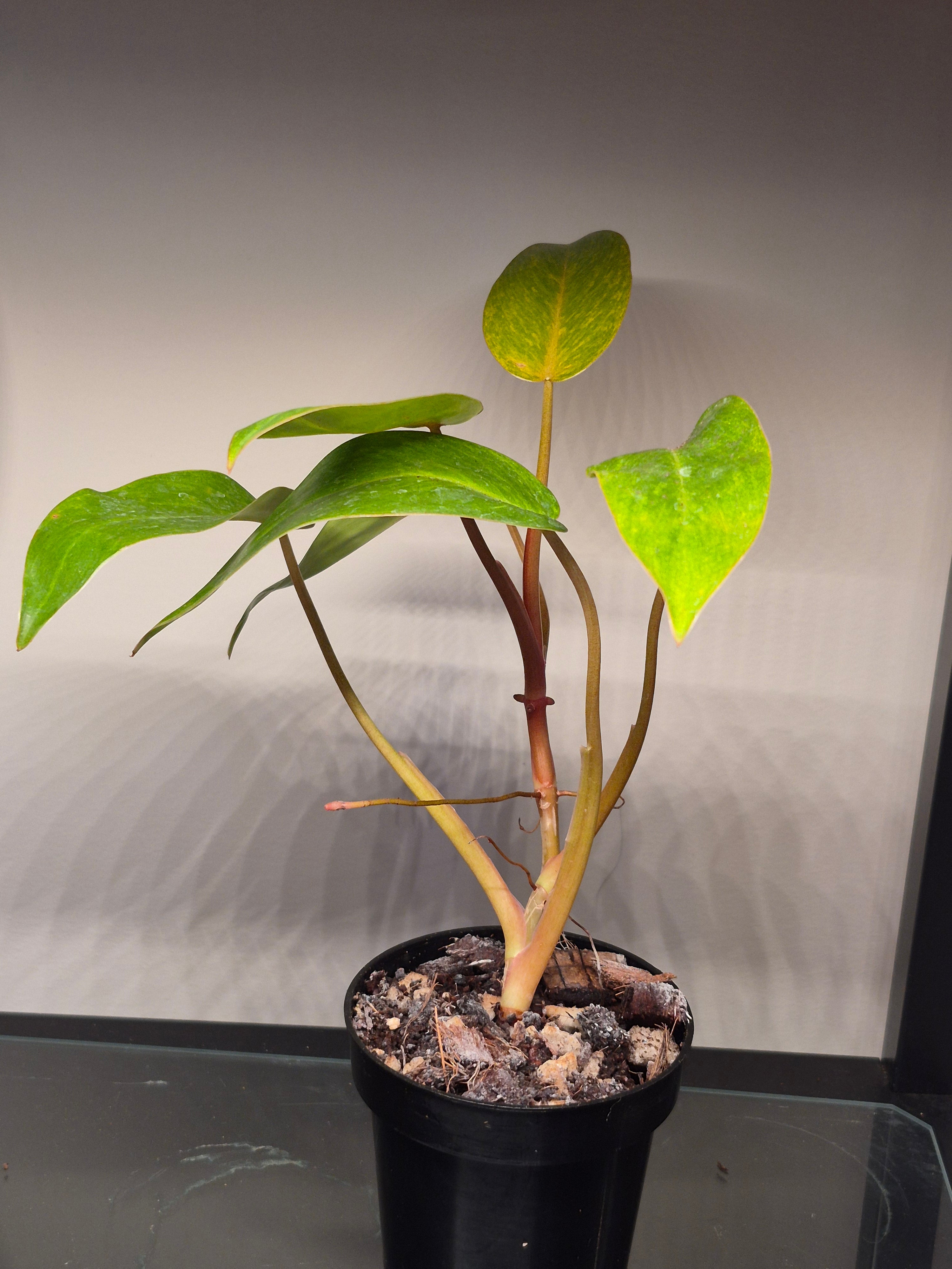 Philodendron Painted Lady